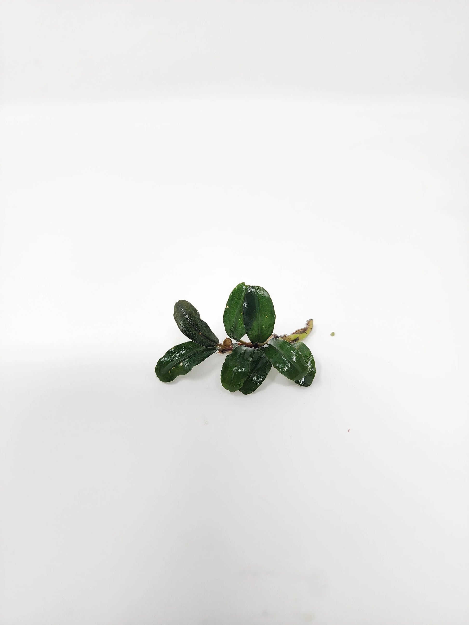 H2O Plants - Bucephalandra Mix (Pack of 5) - Plant