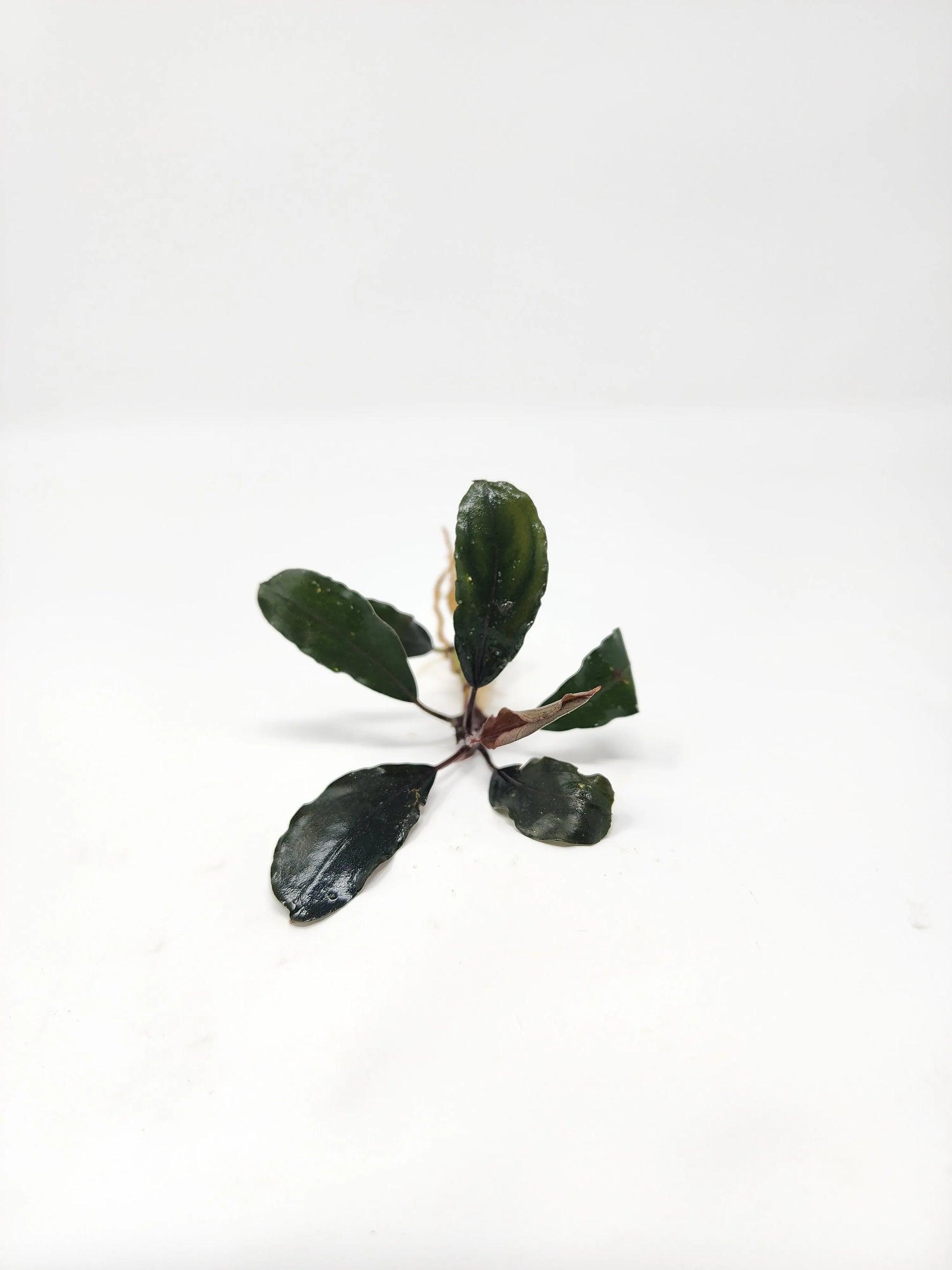 H2O Plants - Bucephalandra Mix (Pack of 5) - Plant