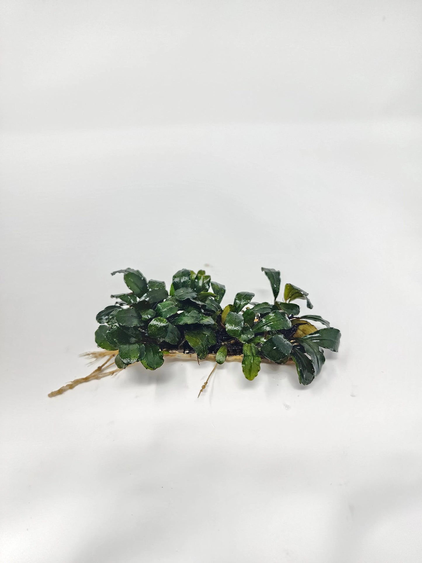 H2O Plants - Bucephalandra on Wire Mat - Plant