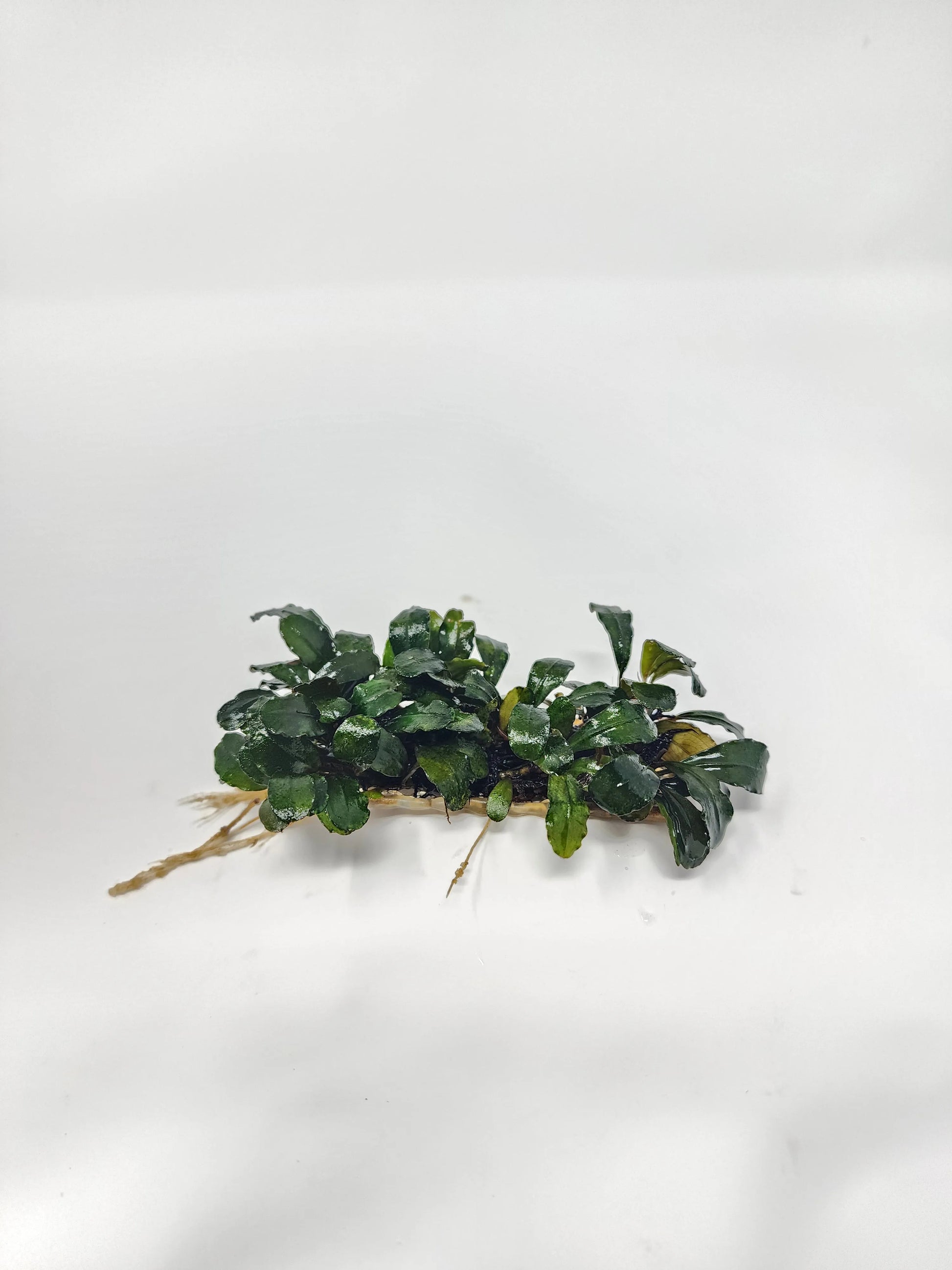 H2O Plants - Bucephalandra on Wire Mat - Plant