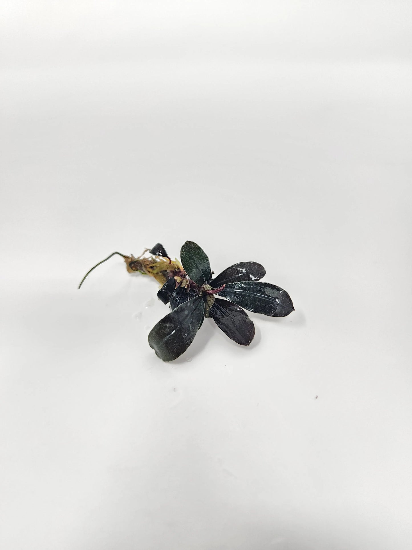 H2O Plants - Bucephalandra Red Central - Plant