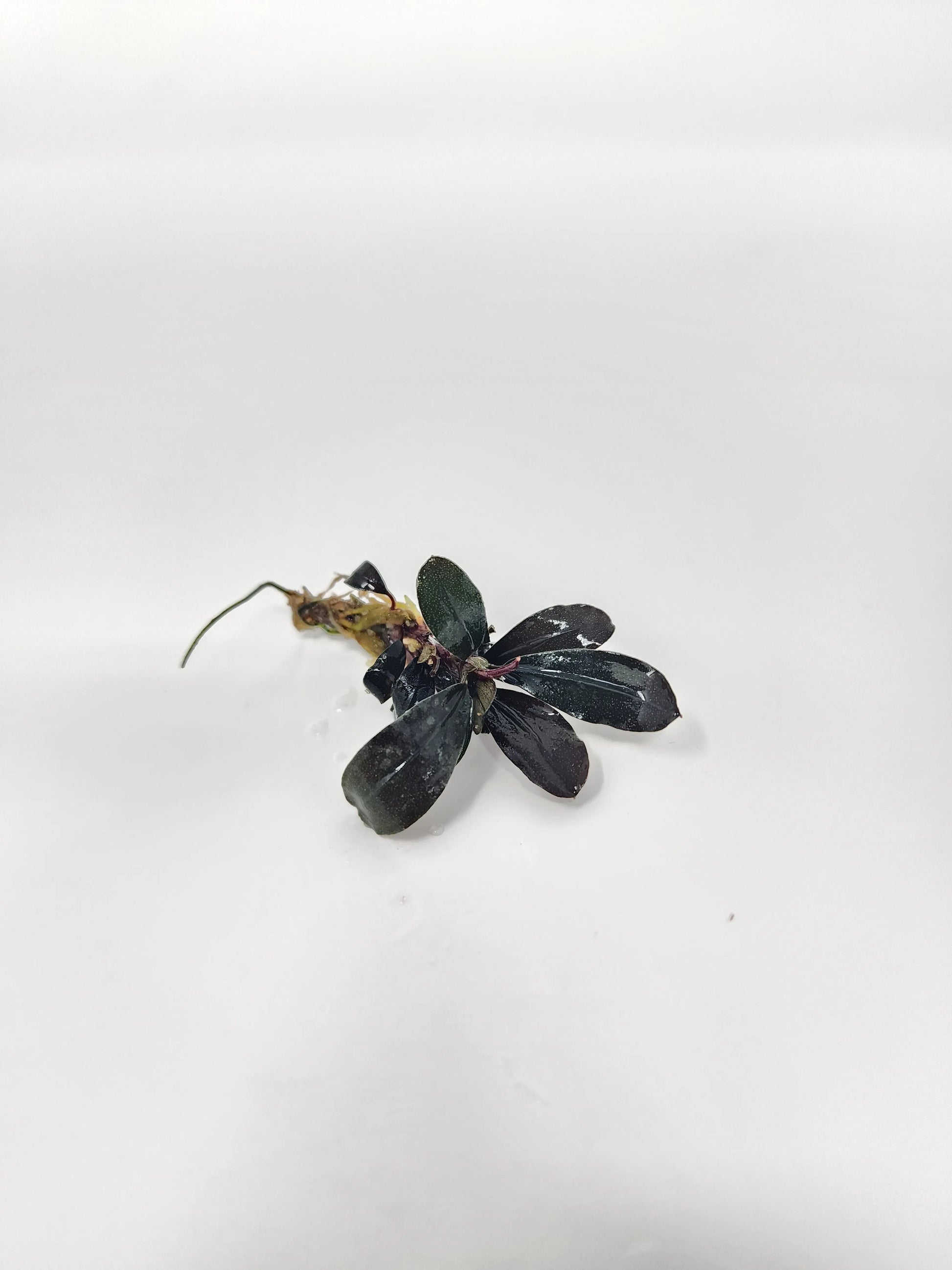 H2O Plants - Bucephalandra Red Central - Plant