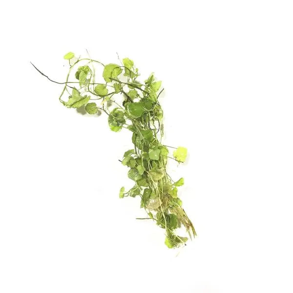 H2O Plants - Cardamine Lyrata - Plant