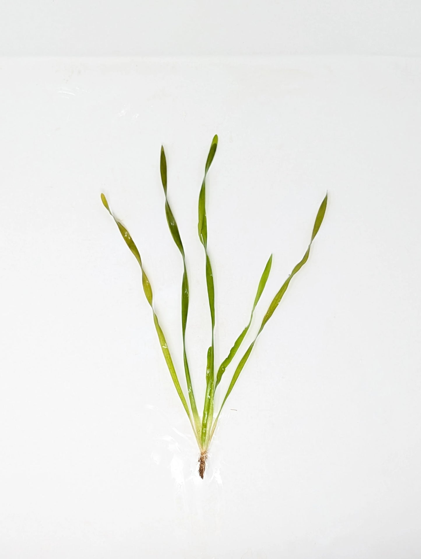 H2O Plants - Contortion Val (Giant Corkscrew Val) - Plant