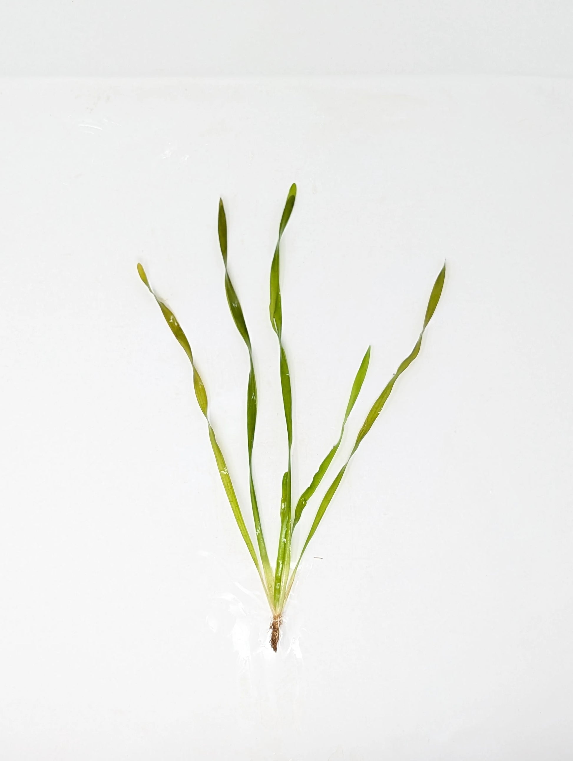 H2O Plants - Contortion Val (Giant Corkscrew Val) - Plant