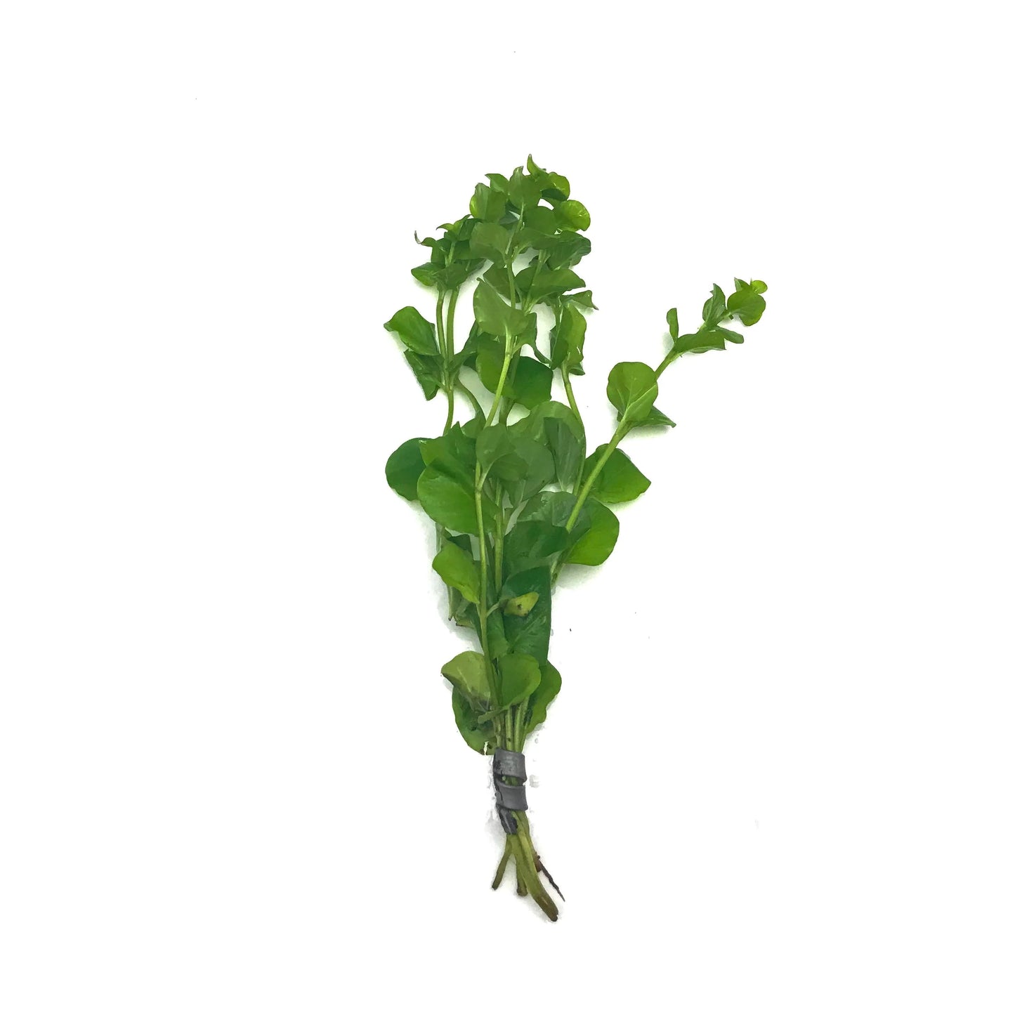 H2O Plants - Creeping Jenny - Plant