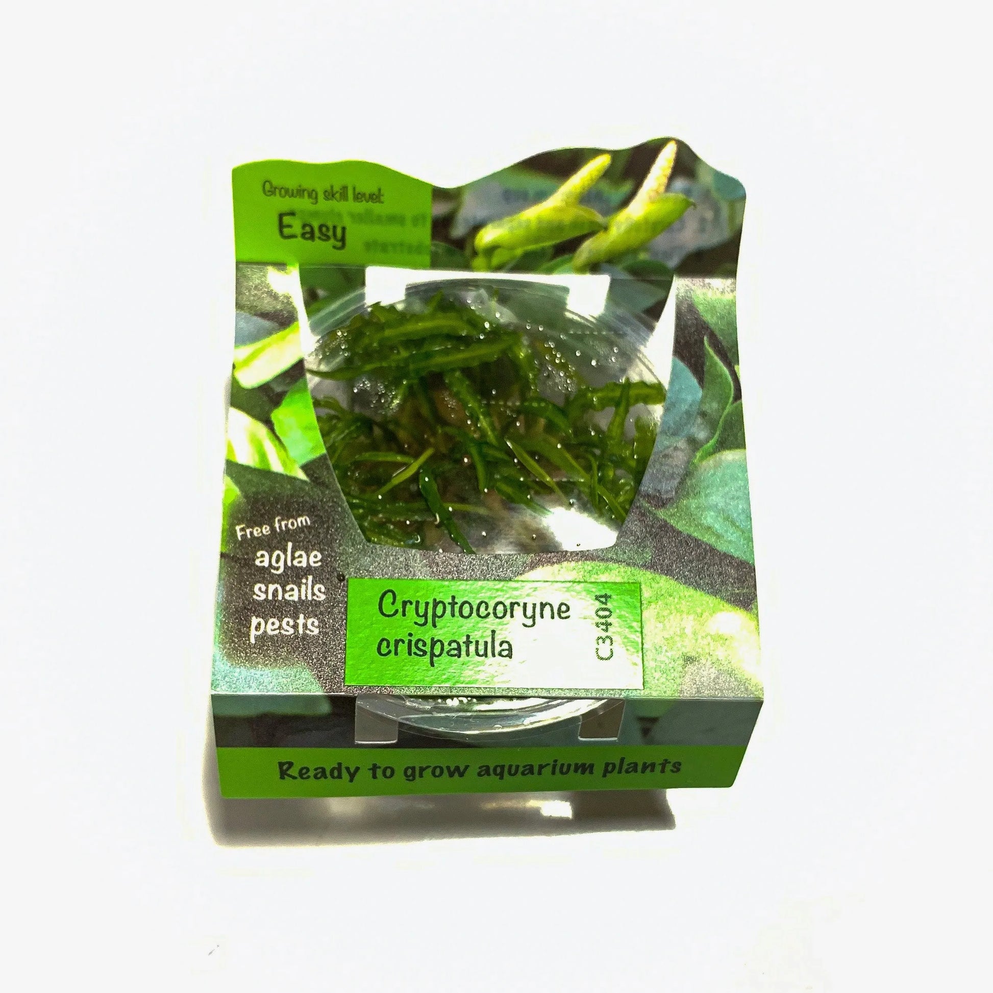 H2O Plants - Cryptocoryne Balansae - Plant