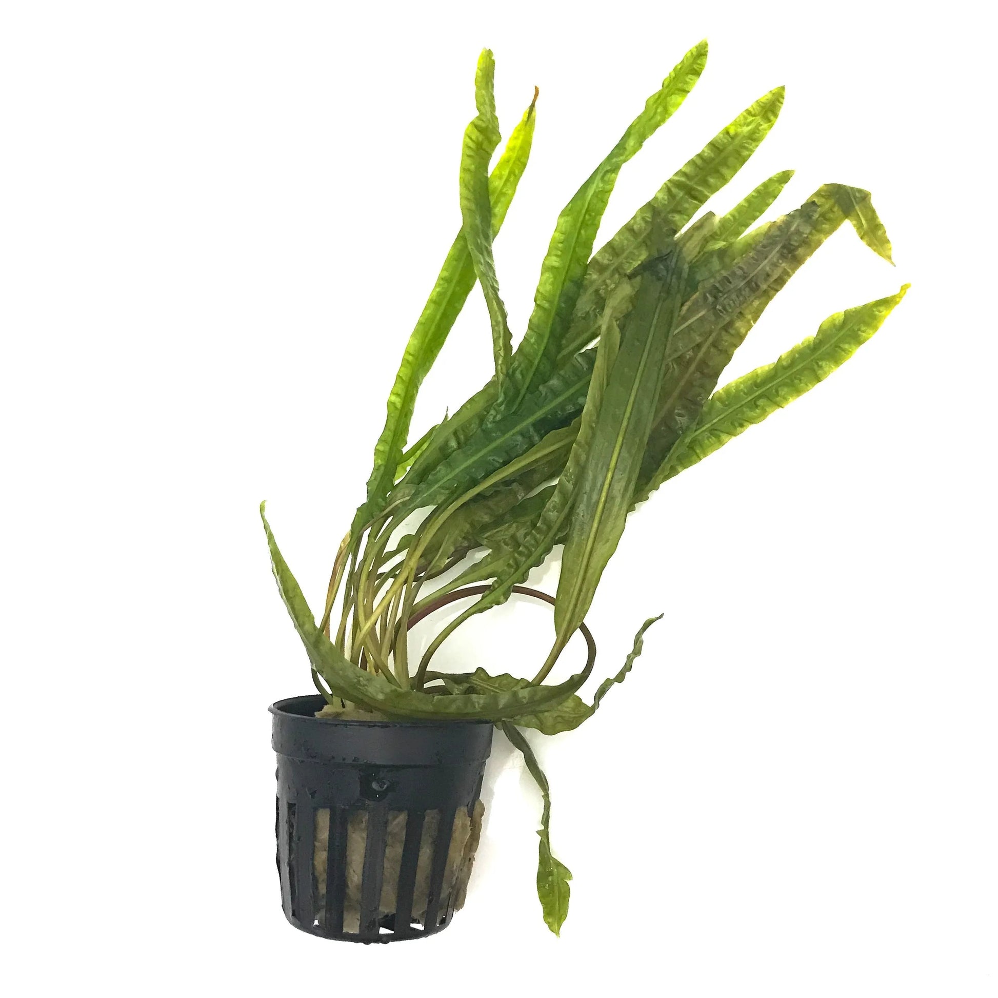 H2O Plants - Cryptocoryne Balansae - Plant