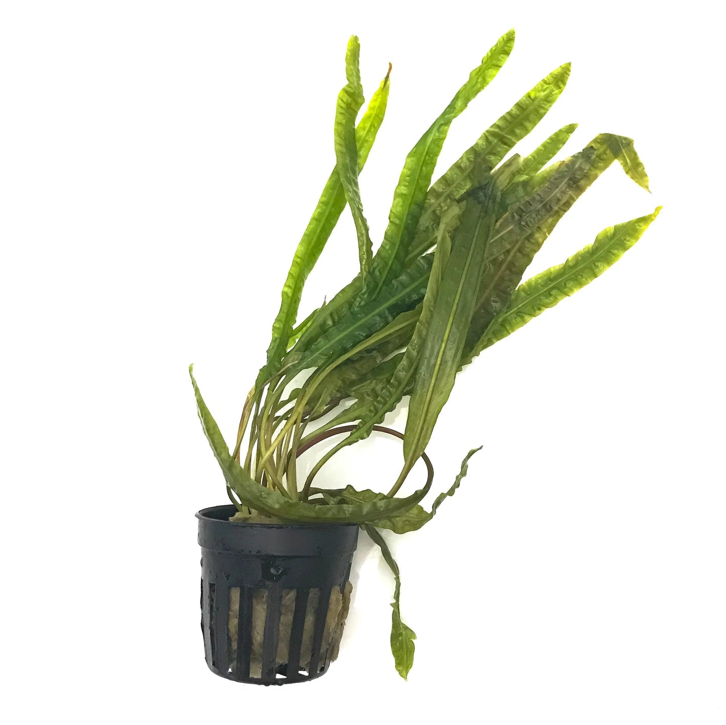 H2O Plants - Cryptocoryne Balansae - Plant