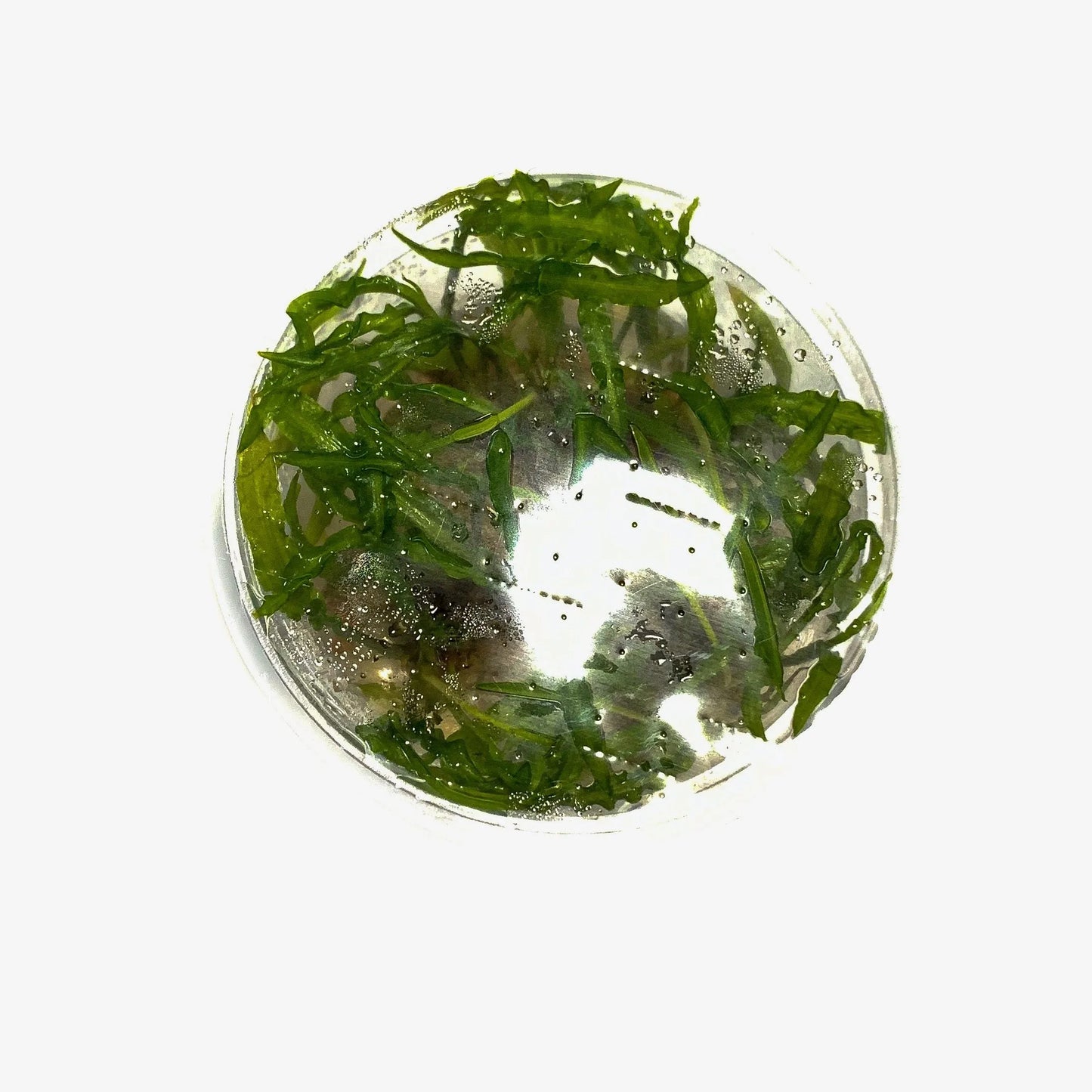 H2O Plants - Cryptocoryne Balansae - Plant