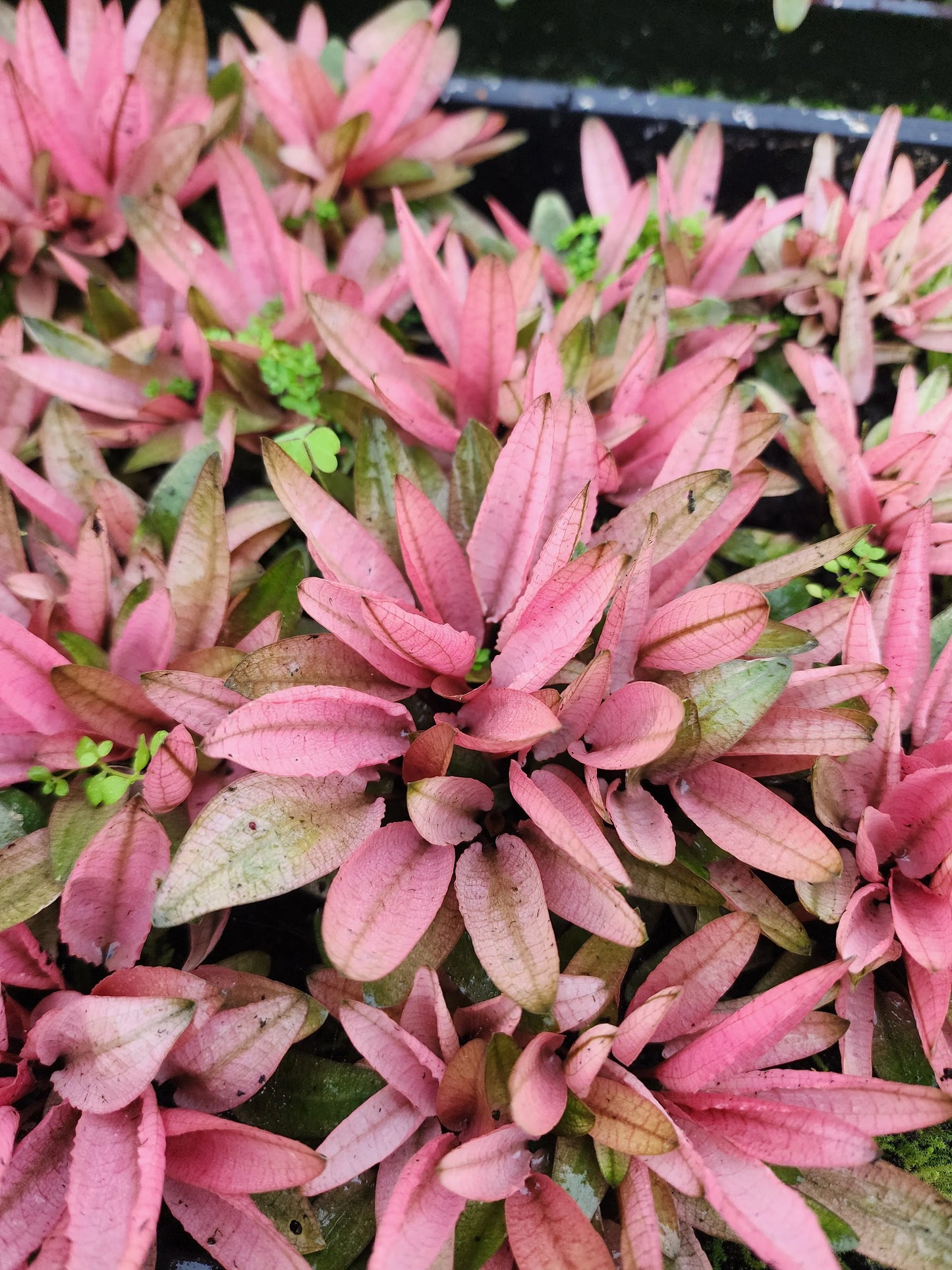 H2O Plants - Cryptocoryne Flamingo - Plant