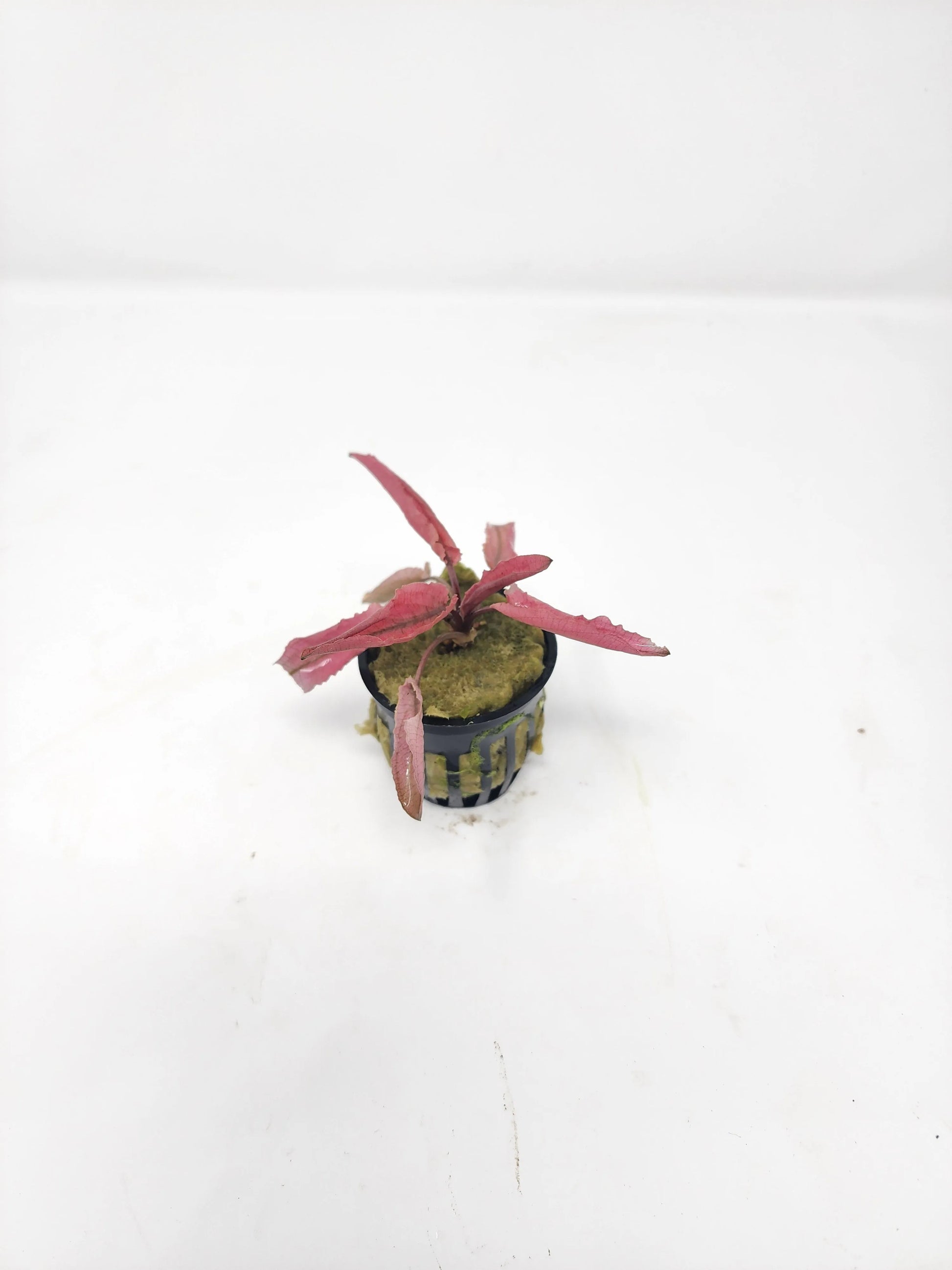 H2O Plants - Cryptocoryne Flamingo - Plant