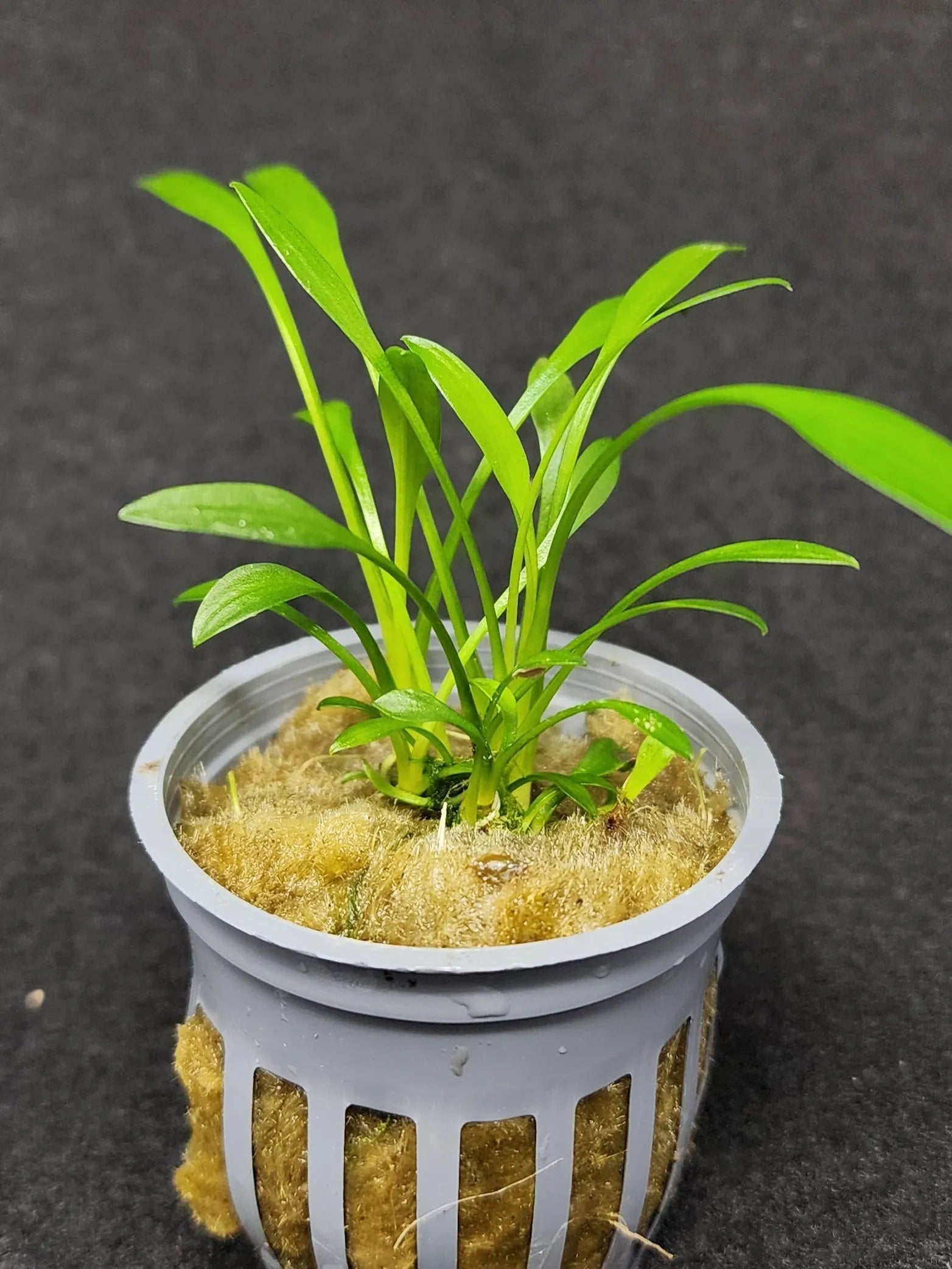 H2O Plants - Cryptocoryne Parva - Plant