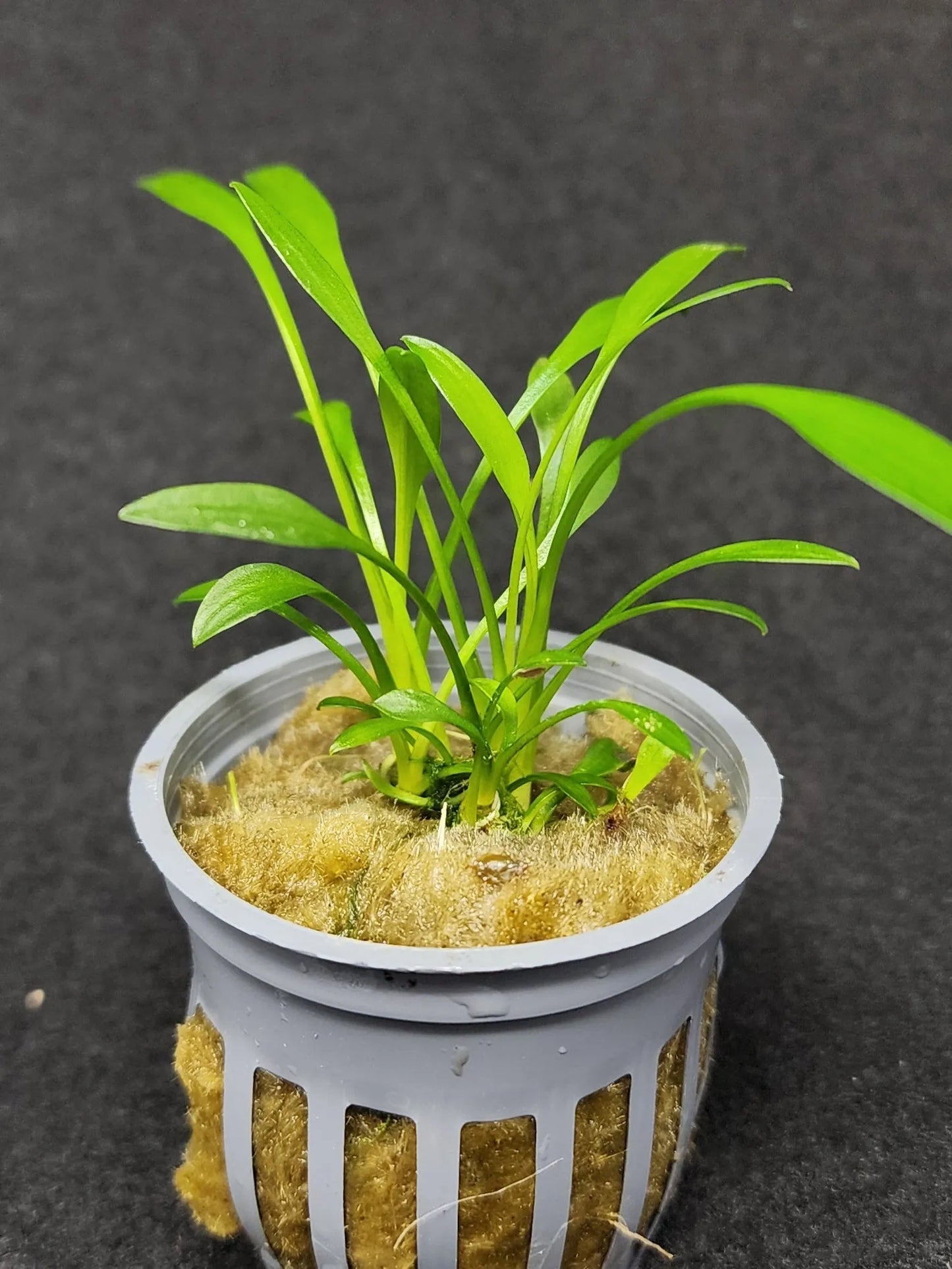 H2O Plants - Cryptocoryne Parva - Plant
