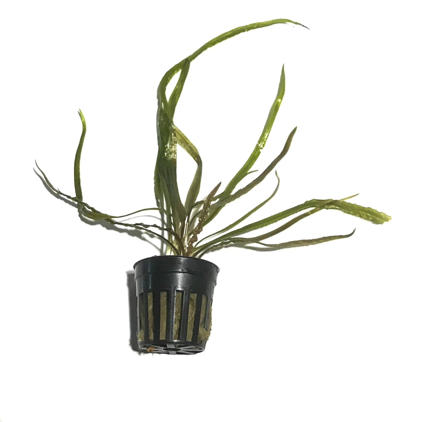 H2O Plants - Cryptocoryne Retrospiralis - Plant