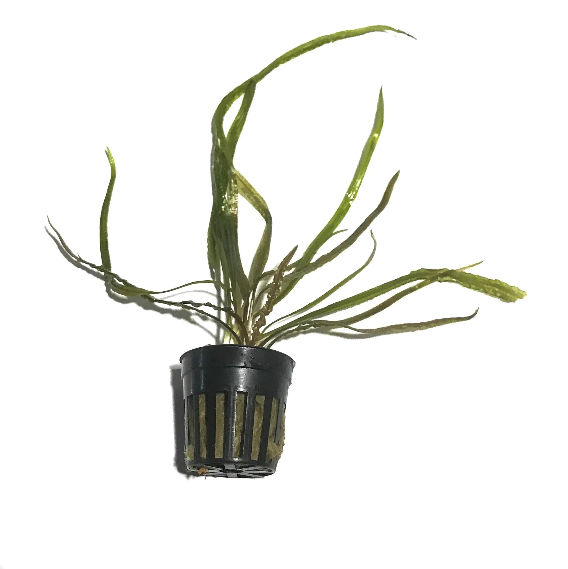H2O Plants - Cryptocoryne Retrospiralis - Plant