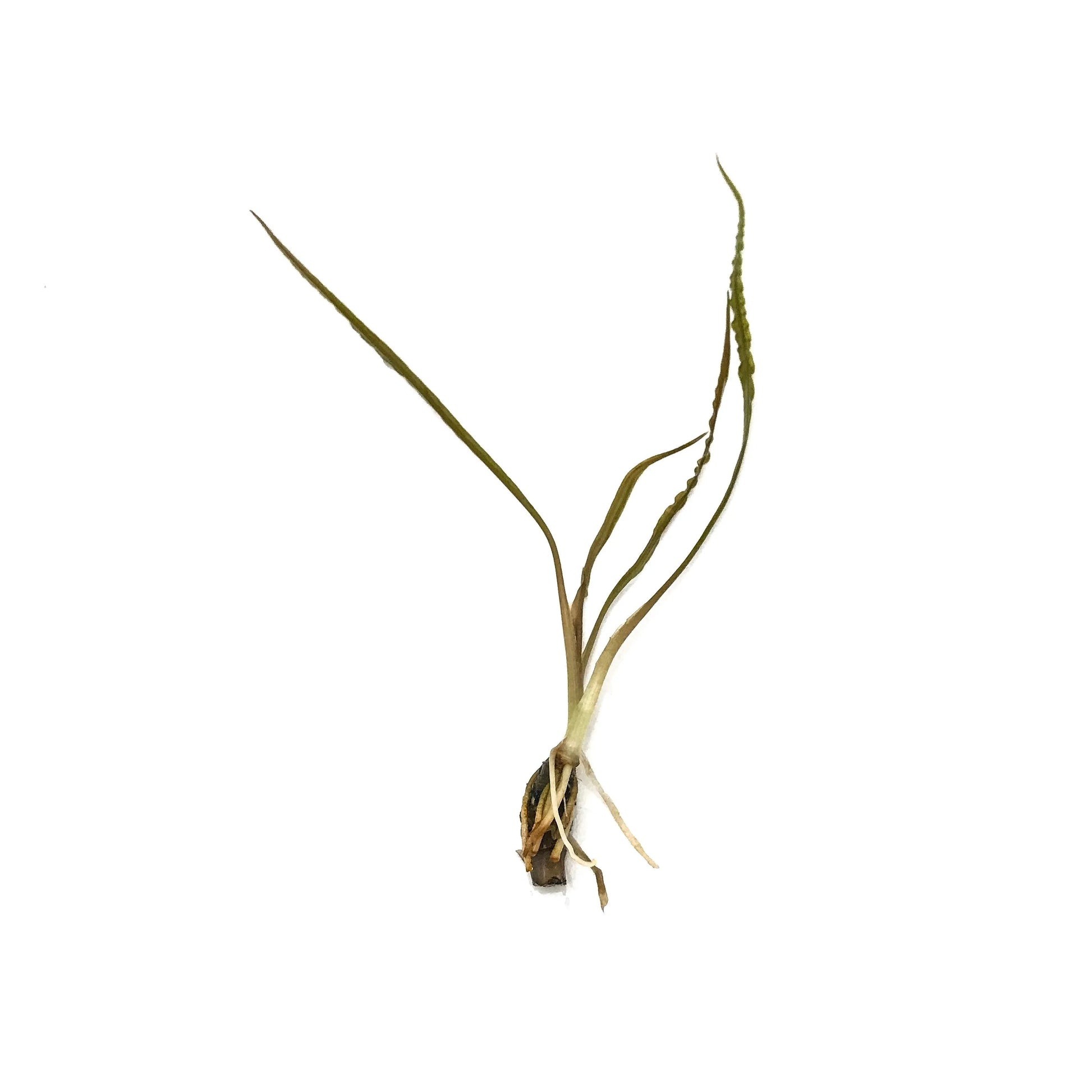 H2O Plants - Cryptocoryne Retrospiralis - Plant