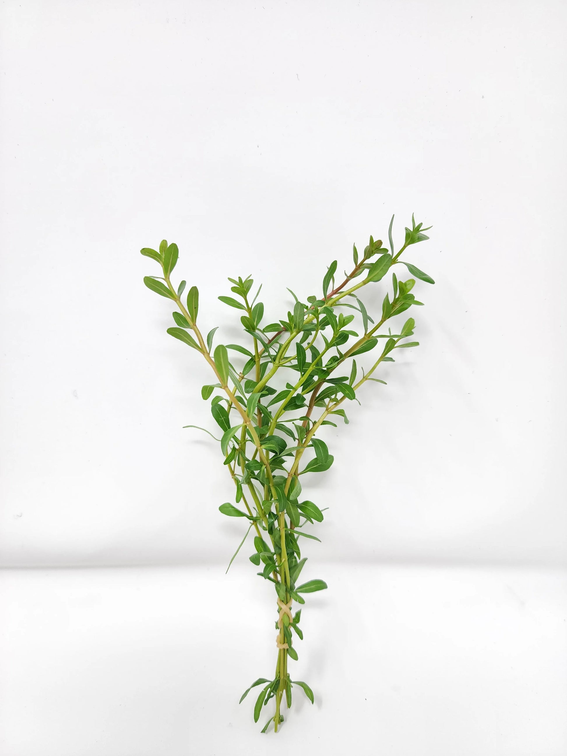 H2O Plants - Cuphea anagalloidea