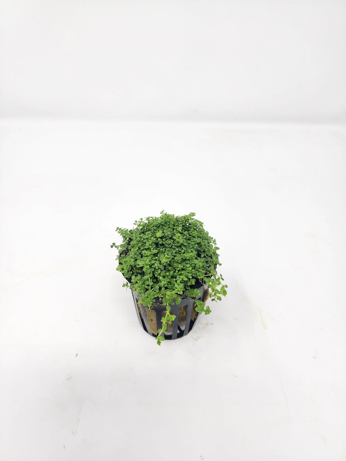 H2O Plants - Dwarf Baby Tears (HC) - Plant