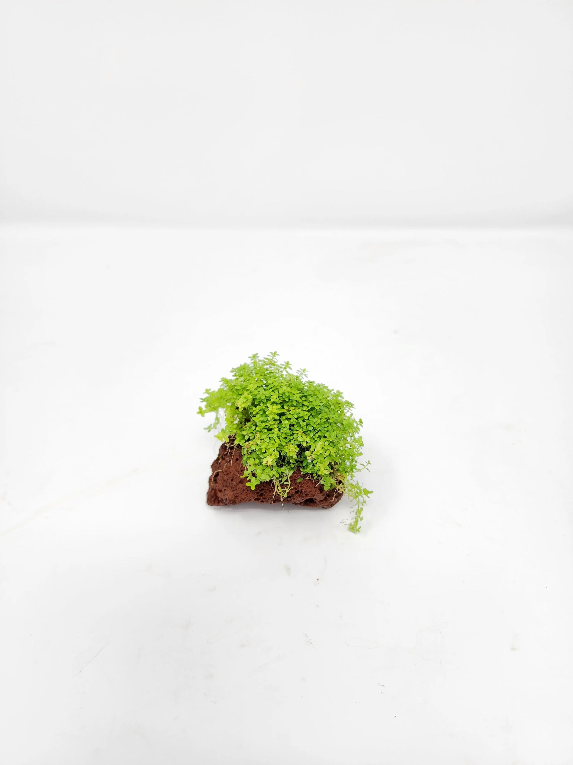 H2O Plants - Dwarf Baby Tears on Lava Rock - Plant