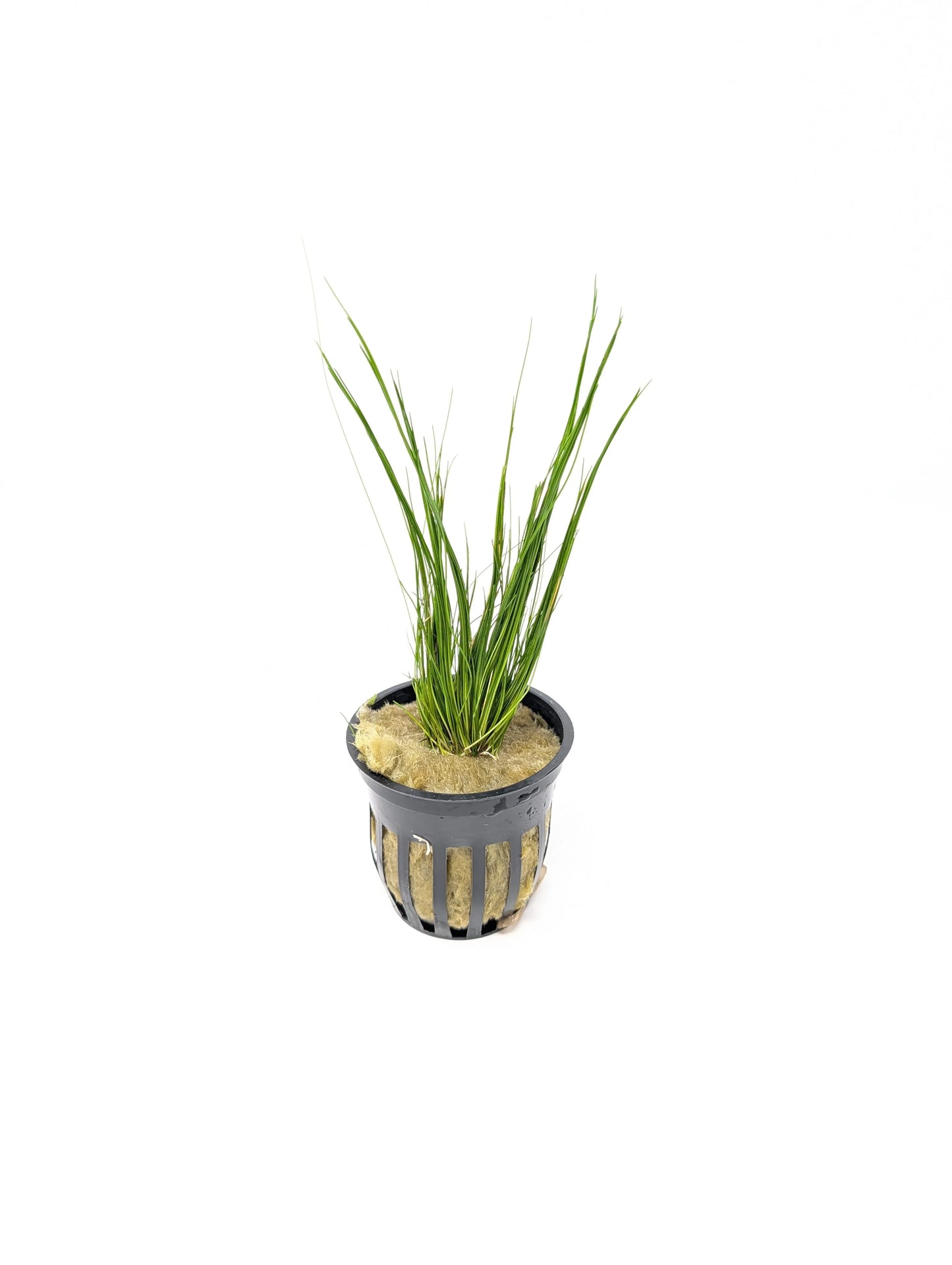H2O Plants - Dwarf Hairgrass | Eleocharis Acicularis - Plant