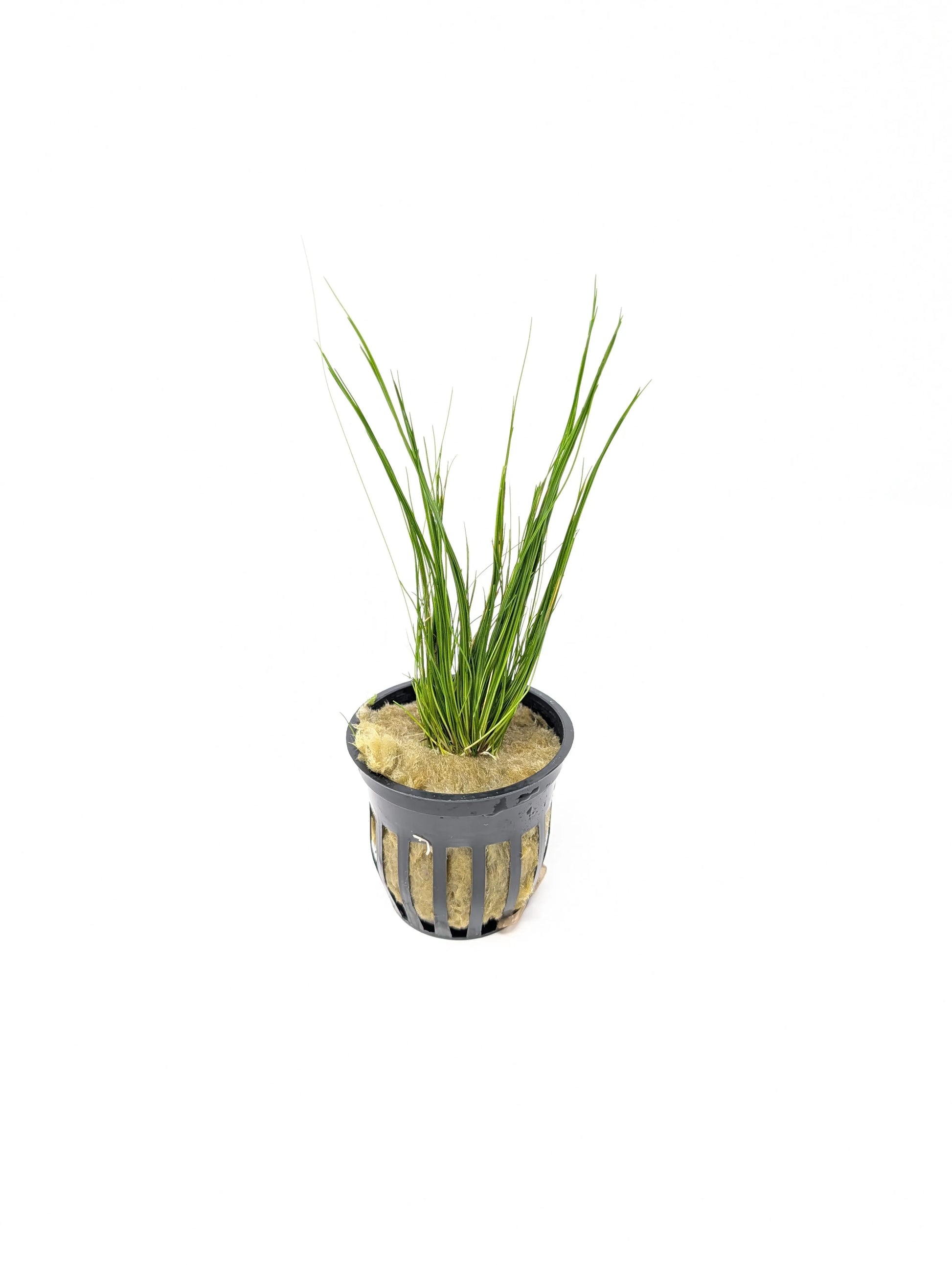 H2O Plants - Dwarf Hairgrass | Eleocharis Acicularis - Plant