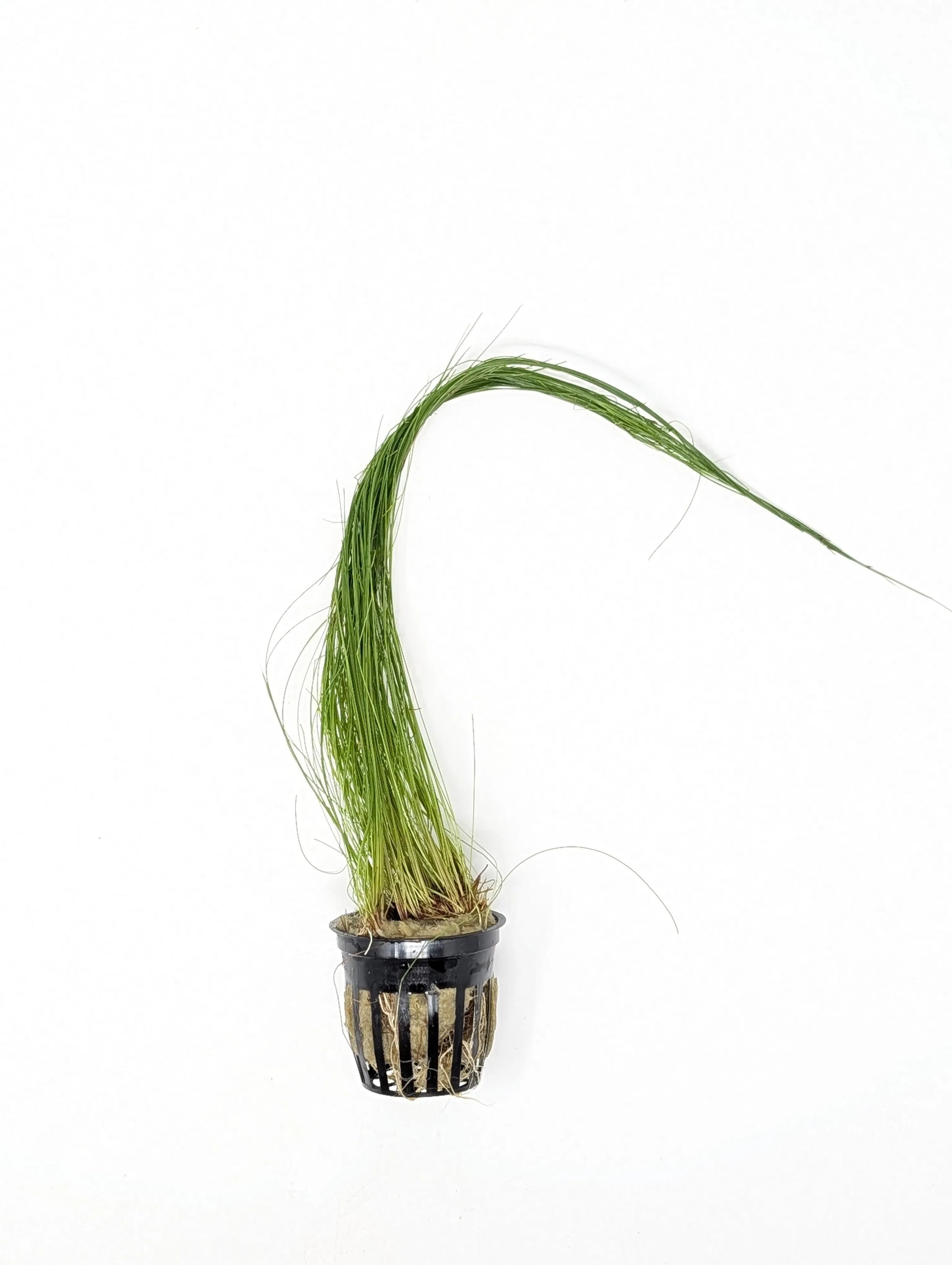 H2O Plants - Giant Hairgrass (Vivipara) - Plant