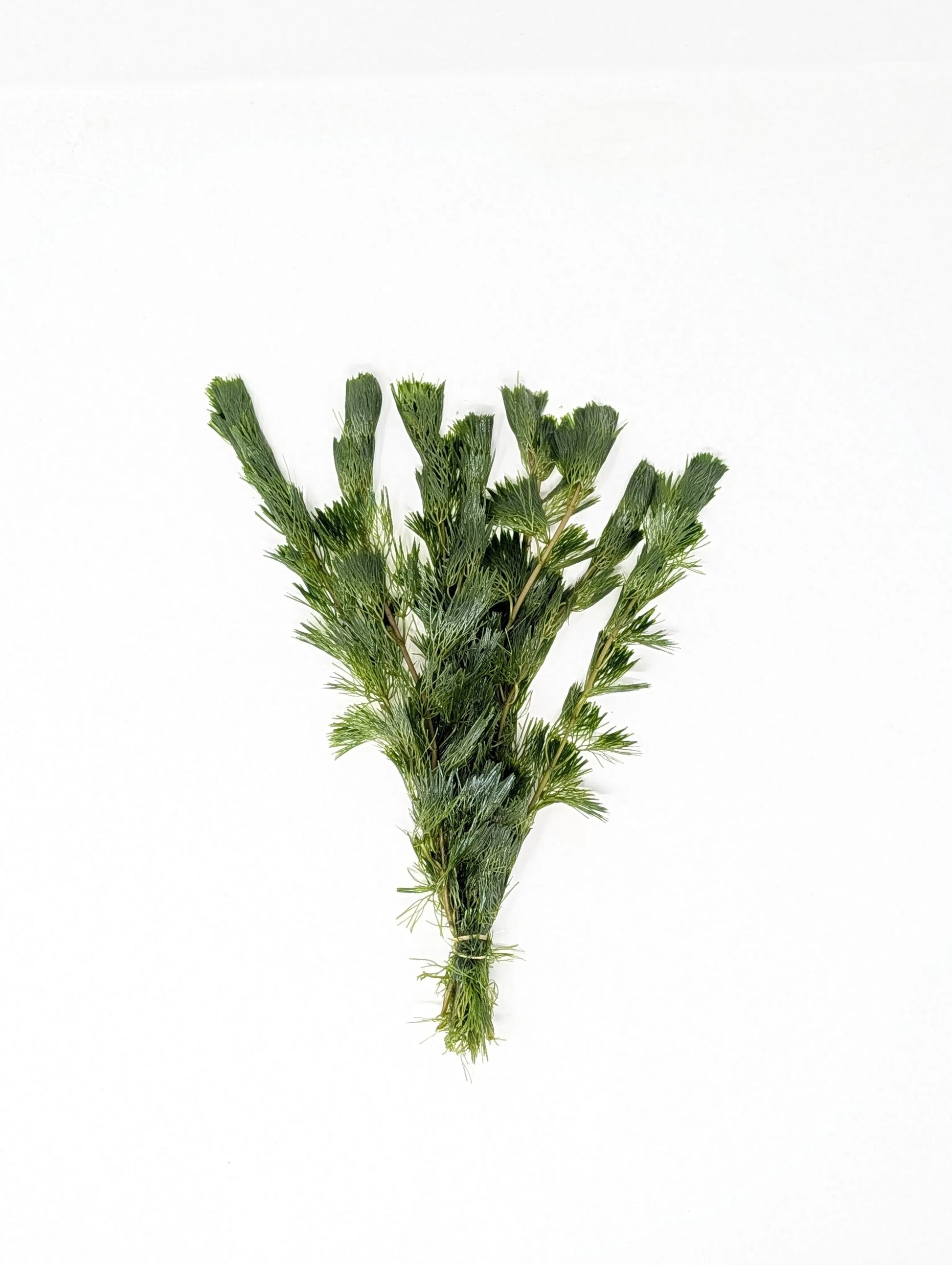 H2O Plants - Green Cabomba - Plant