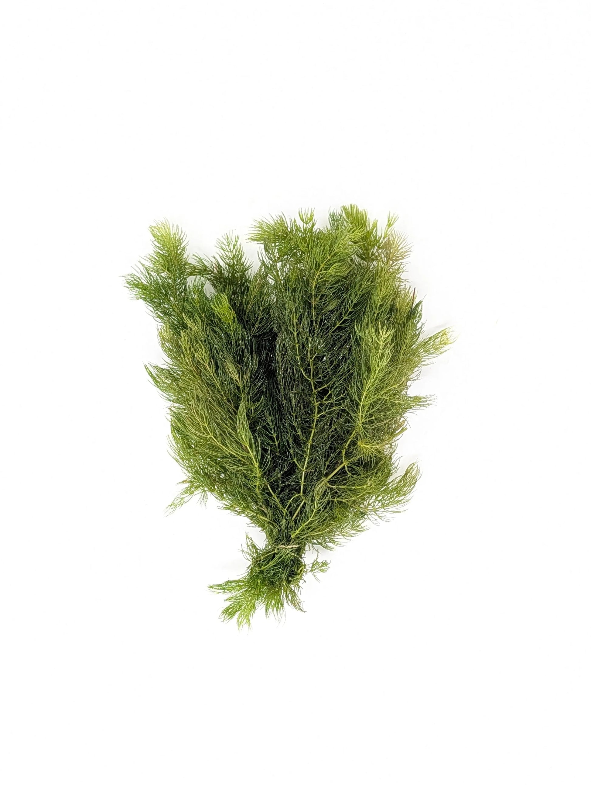 H2O Plants - Hornwort | Ceratophyllum Demersum - Plant