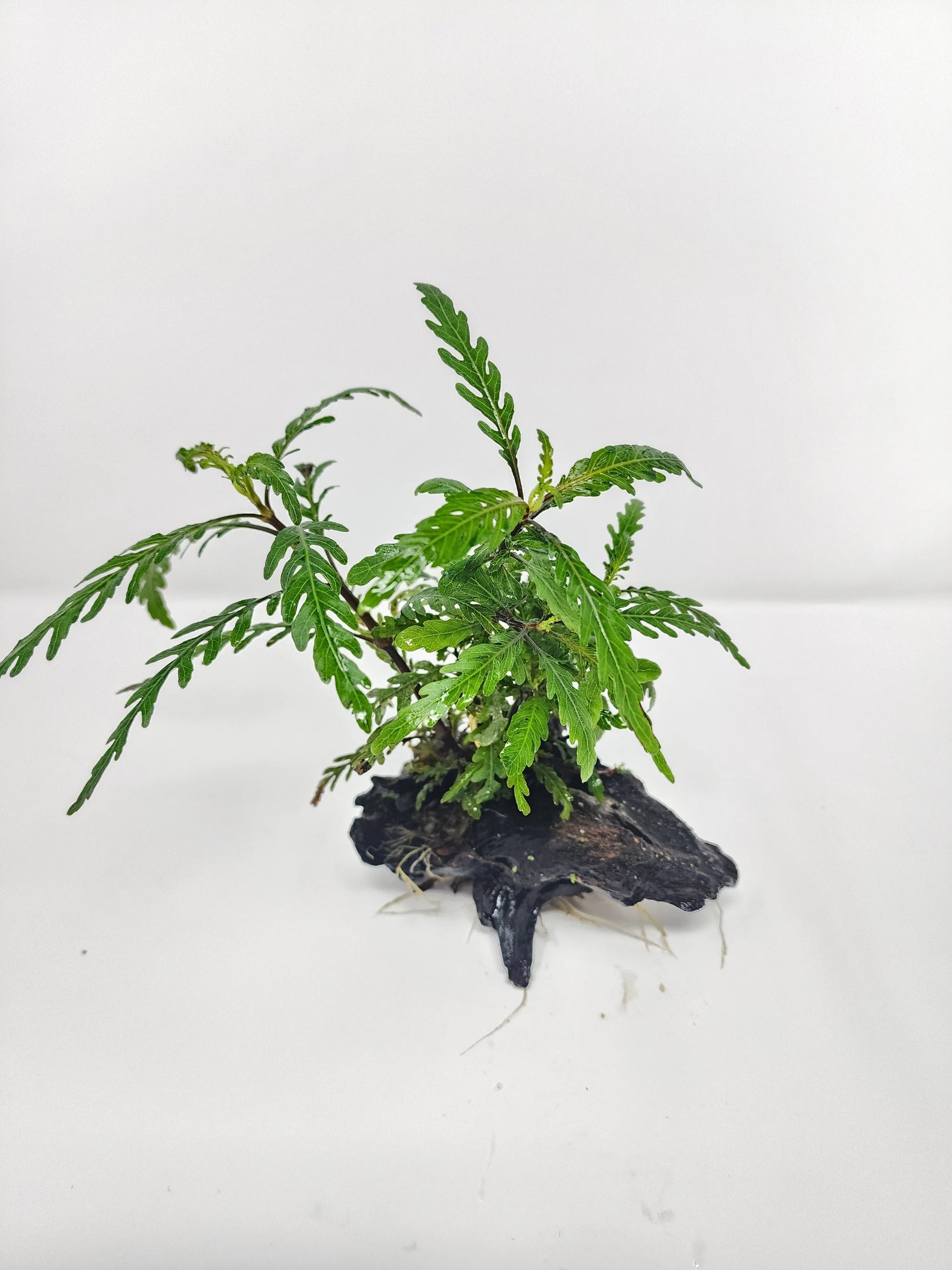 H2O Plants - Hygrophila pinnatifida on Driftwood