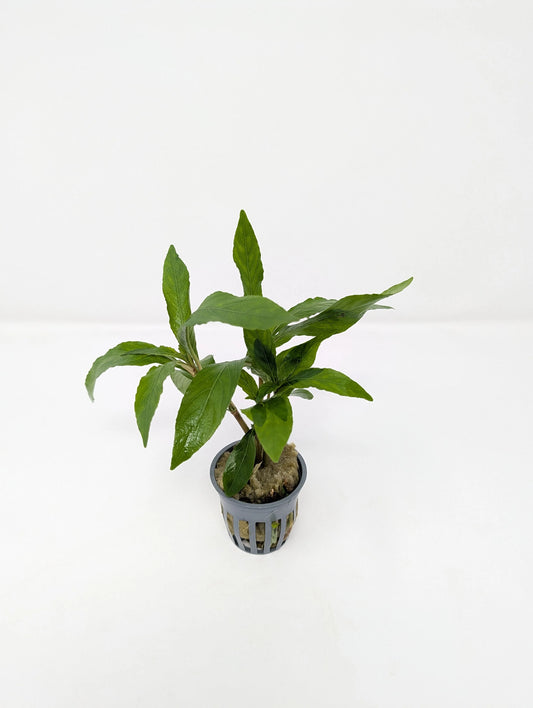 H2O Plants - Hygrophila Willow - Plant