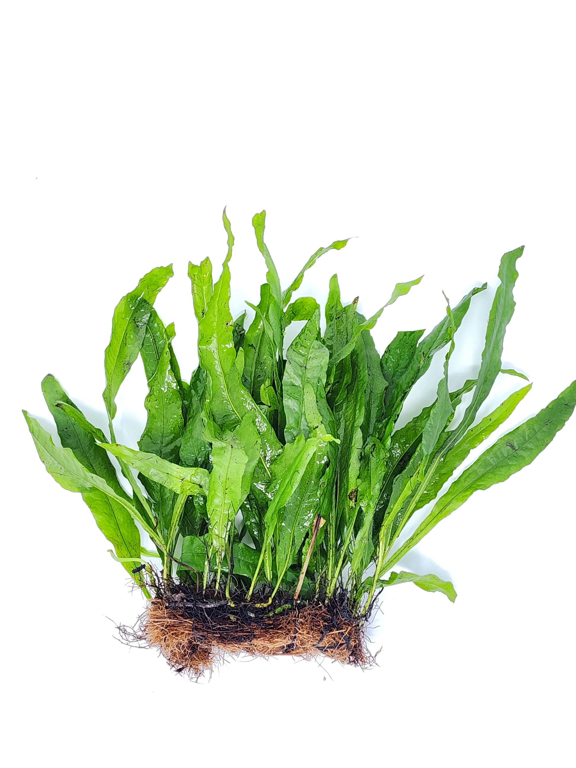 H2O Plants - Java Fern Mats