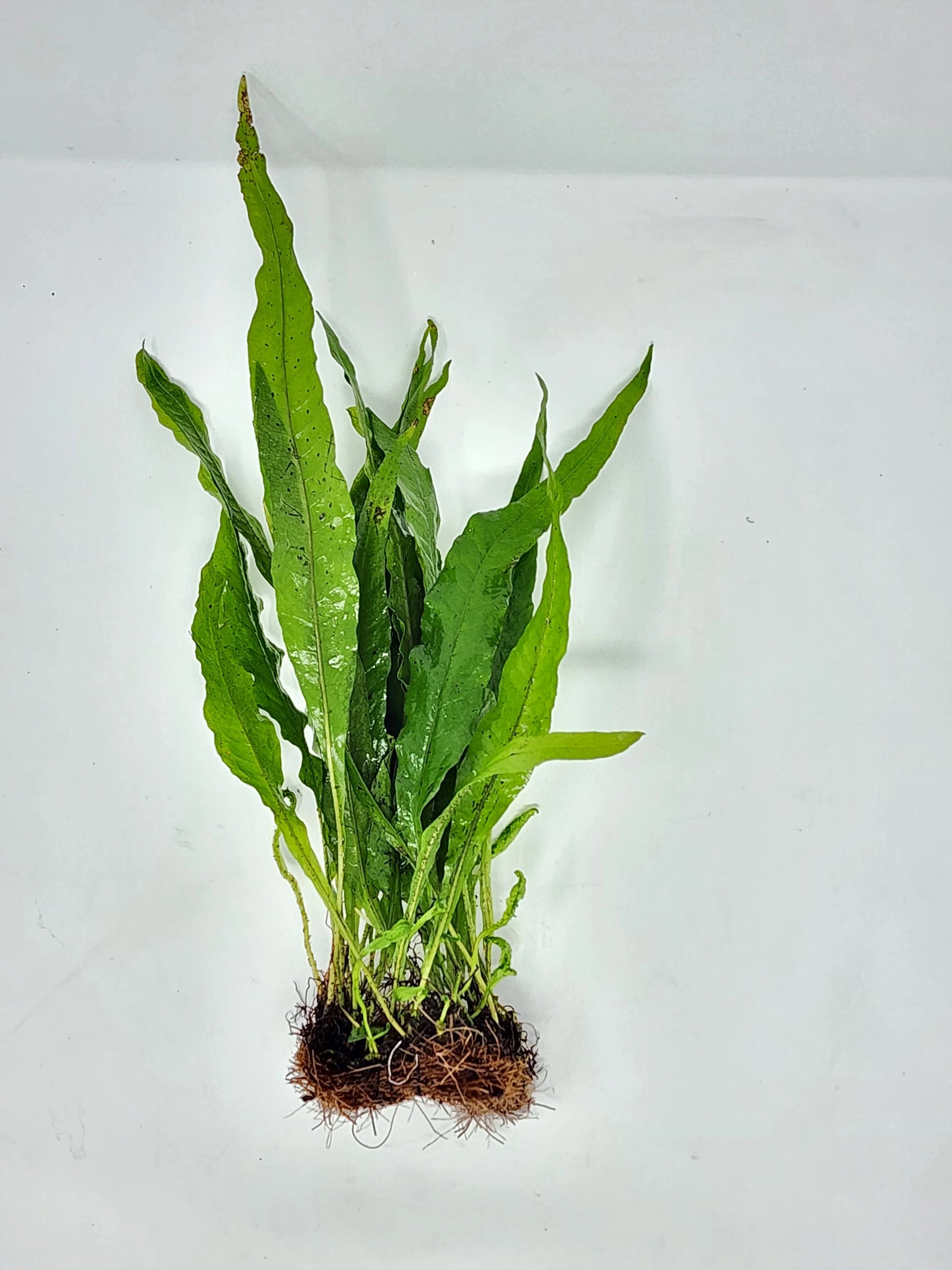 H2O Plants - Java Fern Mats