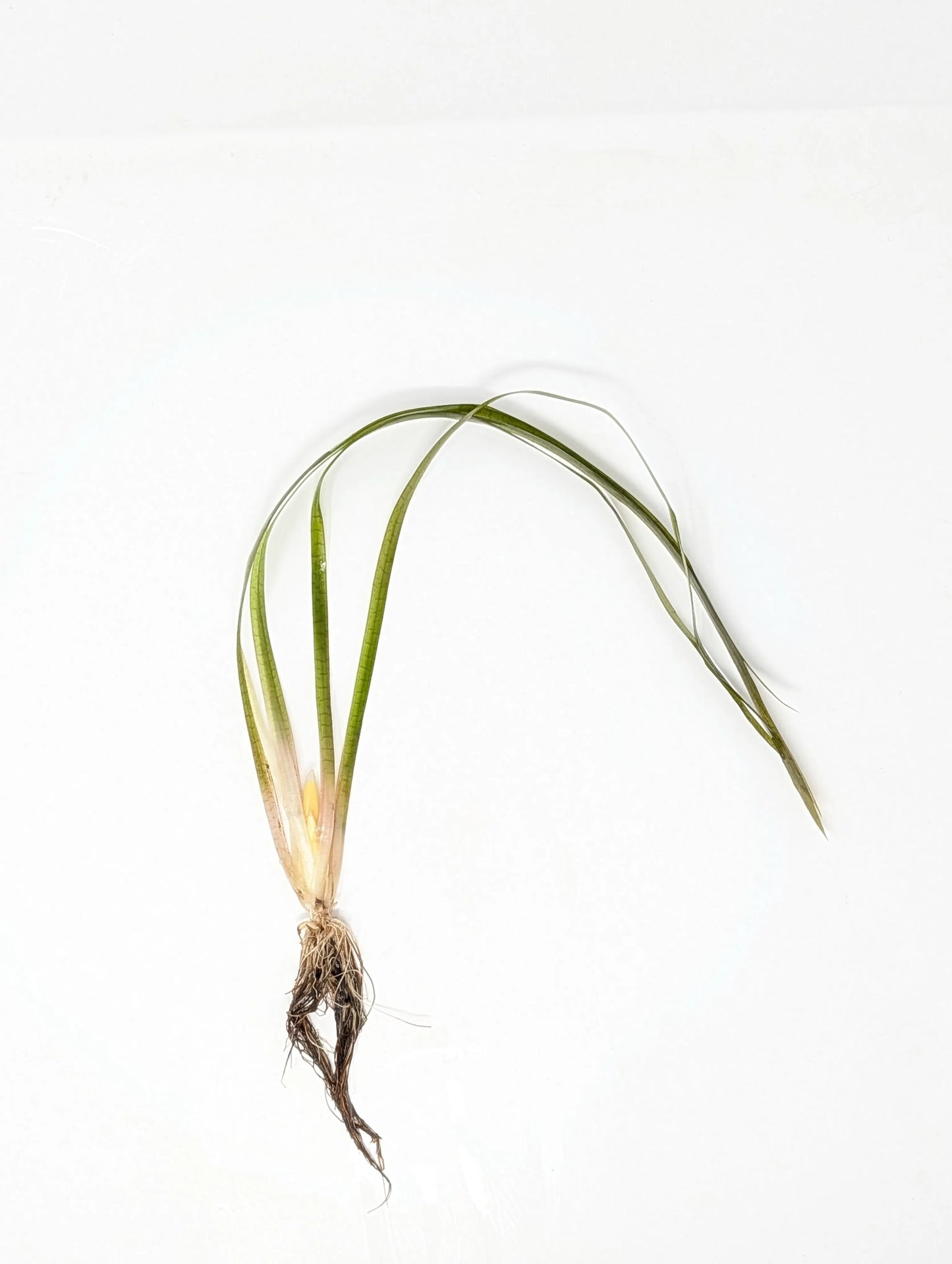 H2O Plants - Jungle Val - Vallisneria Americana - Plant