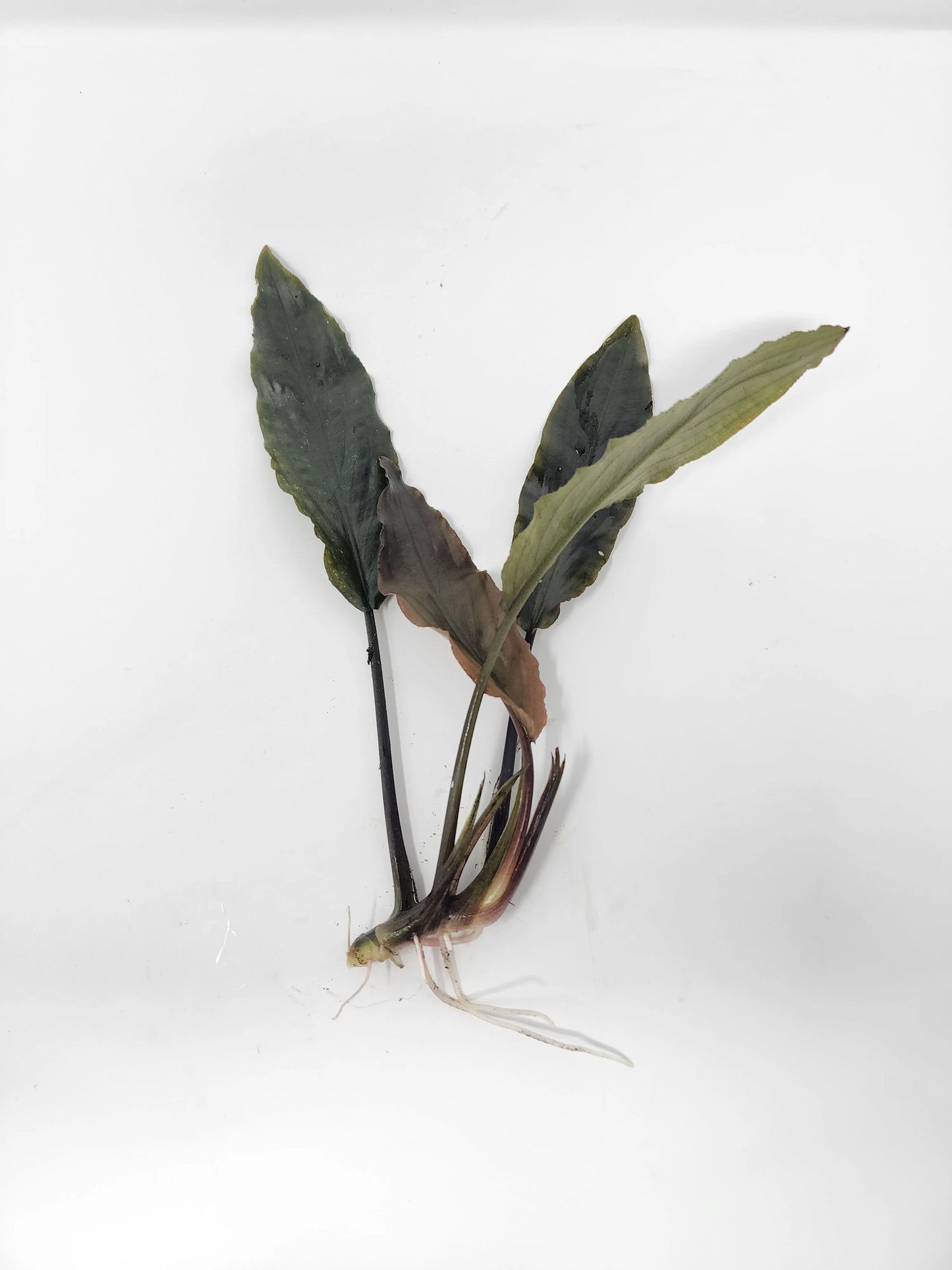 H2O Plants - Lagenandra Keralensis - Plant