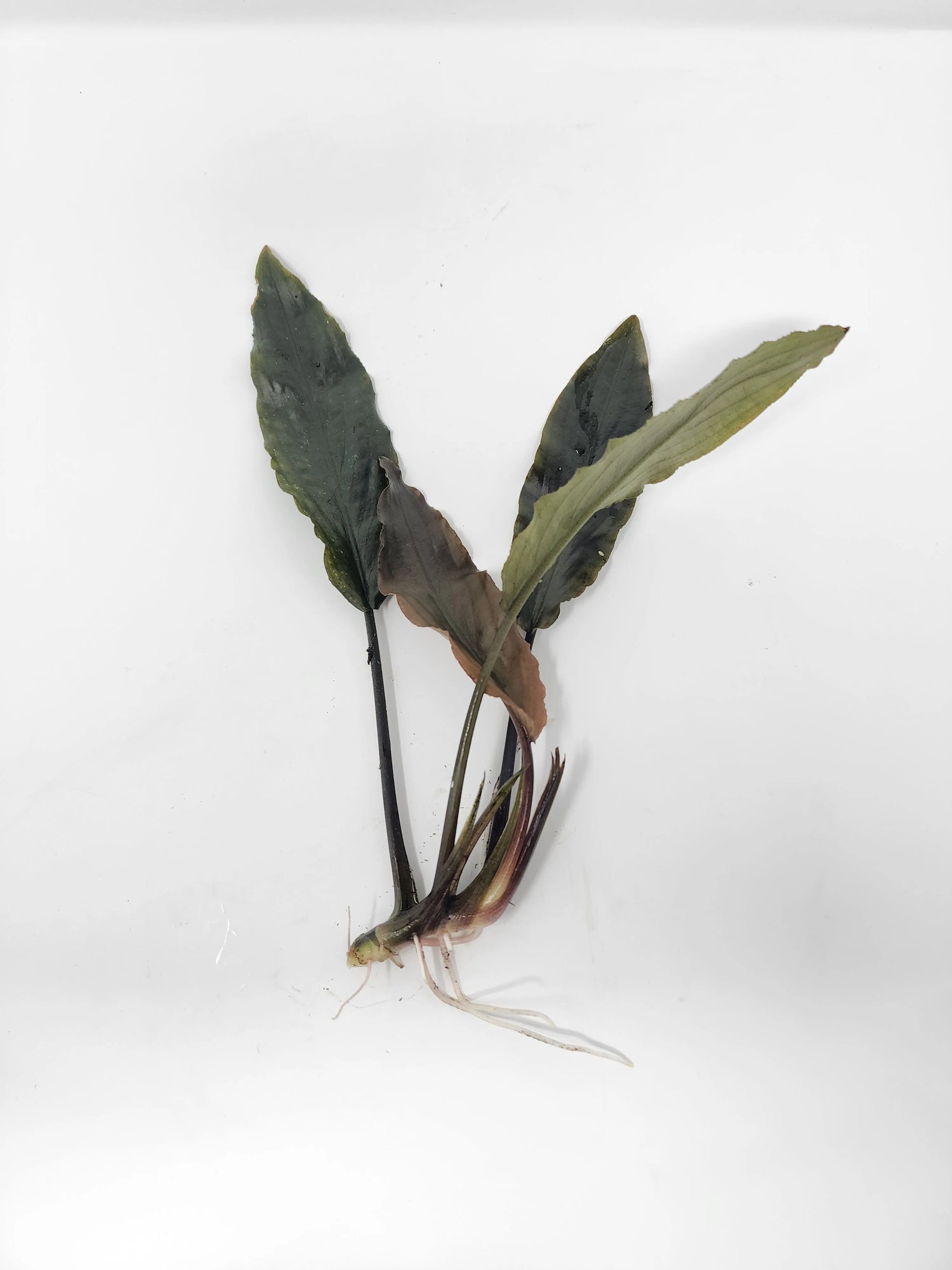 H2O Plants - Lagenandra Keralensis - Plant