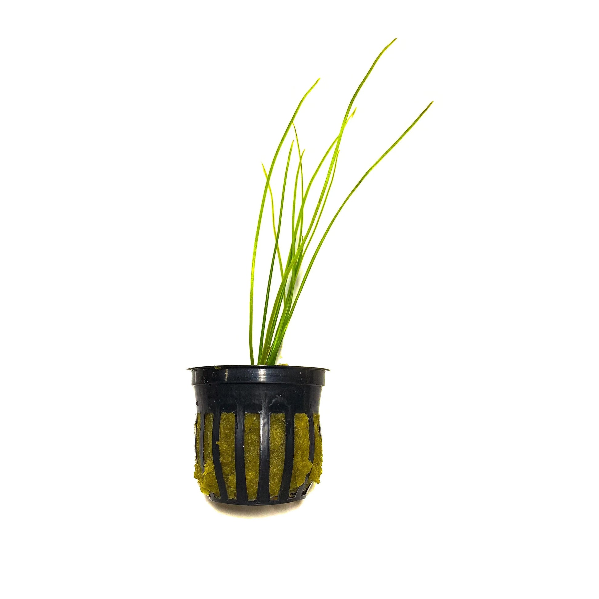 H2O Plants - Littorella Uniflora - Plant