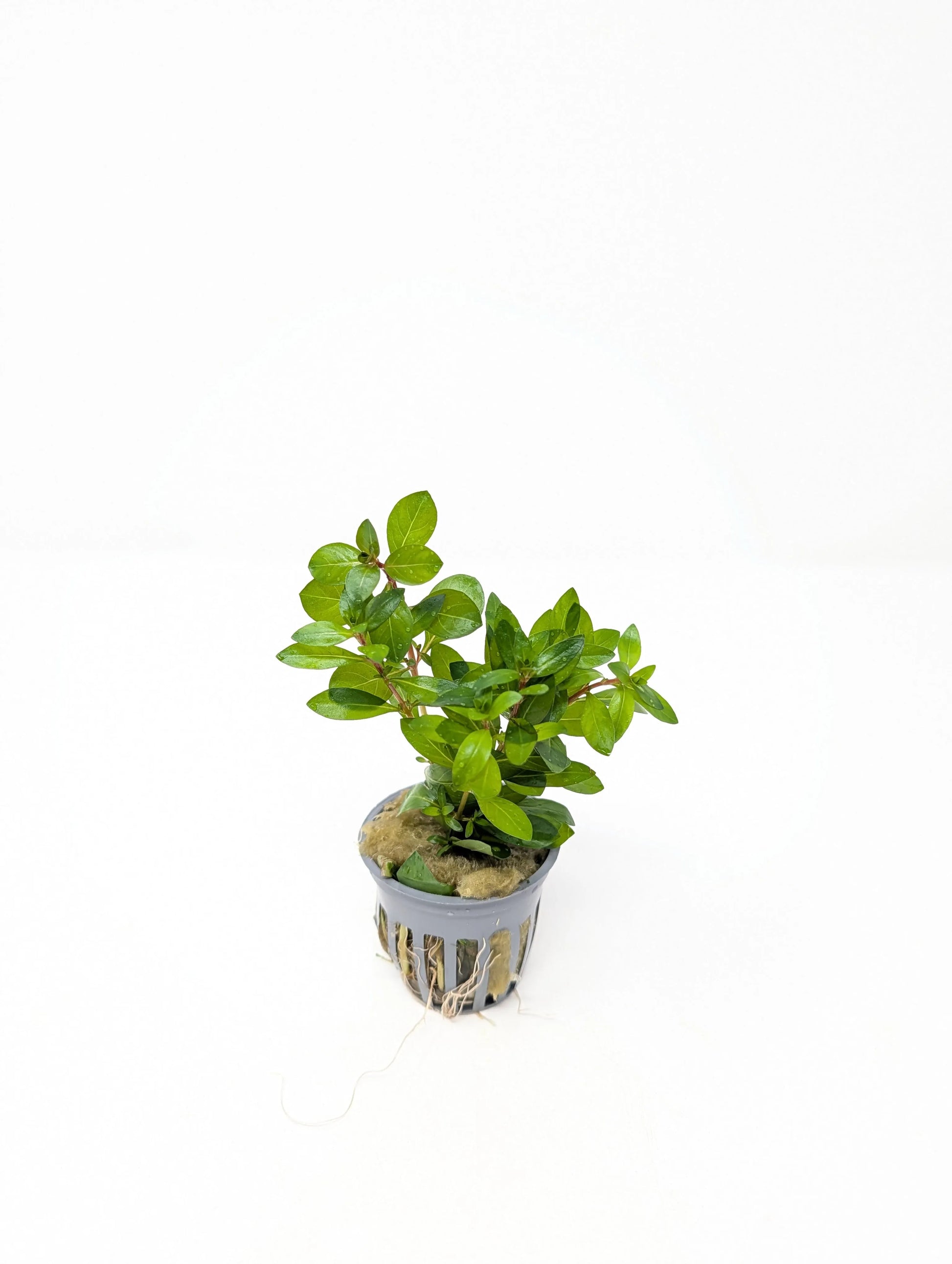 H2O Plants - Ludwigia Arcuata 'Needle Leaf' - Plant