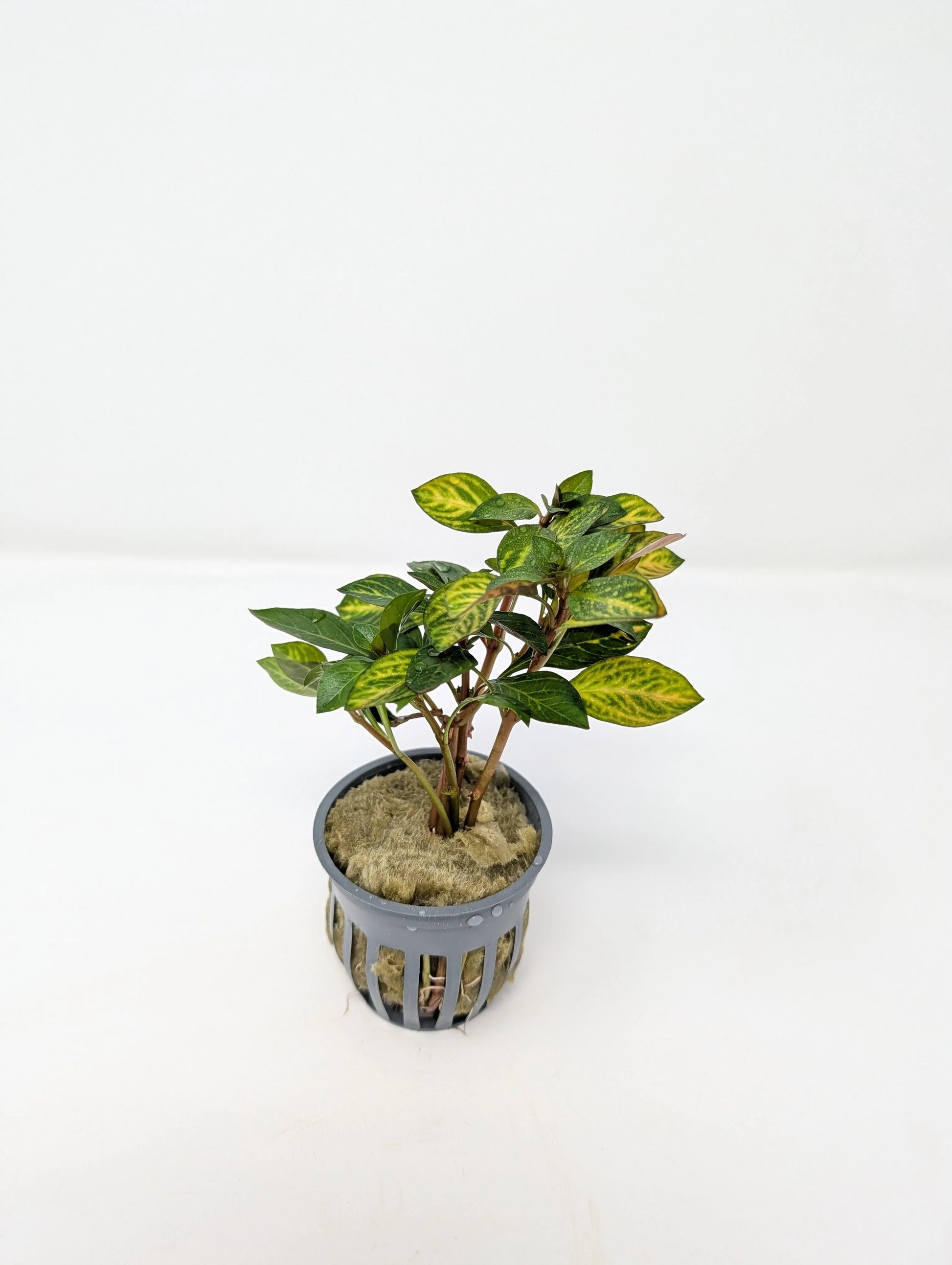 H2O Plants - Ludwigia Ovalis - Plant