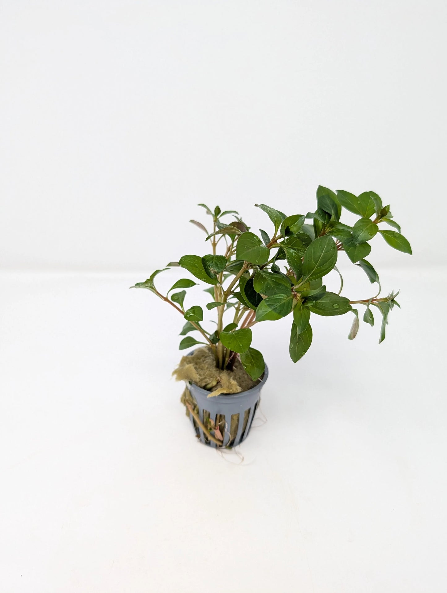 H2O Plants - Ludwigia Repens - Plant