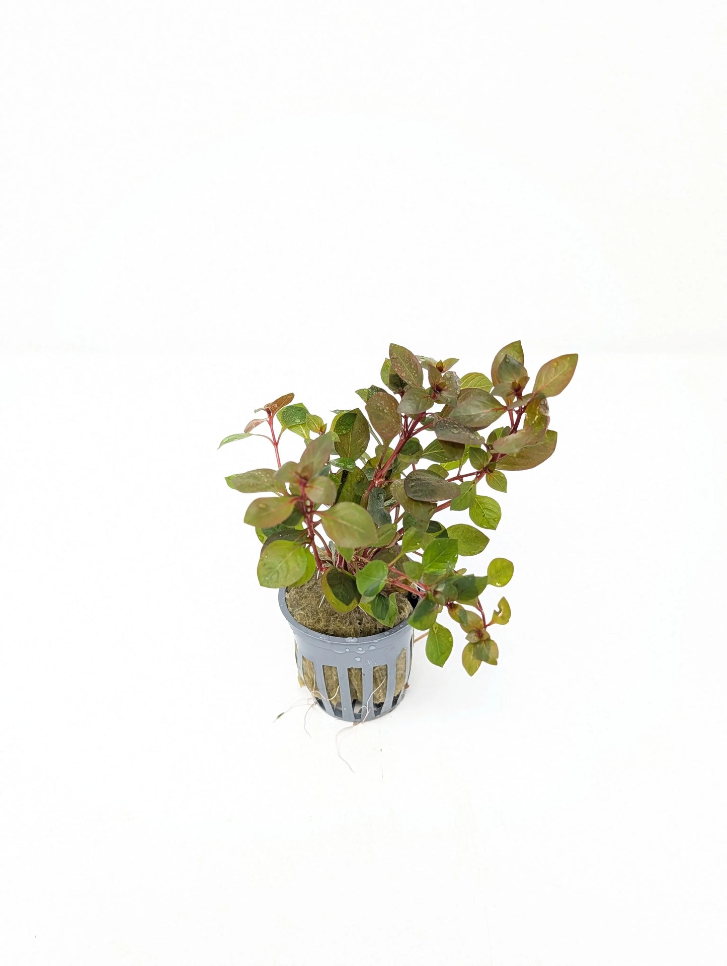 H2O Plants - Ludwigia sp. 'Super Red Mini' - Plant