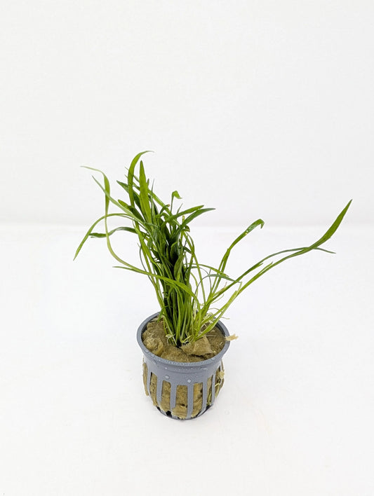 H2O Plants - Micro Sword | Liliaeopsis Brasiliensis - Plant