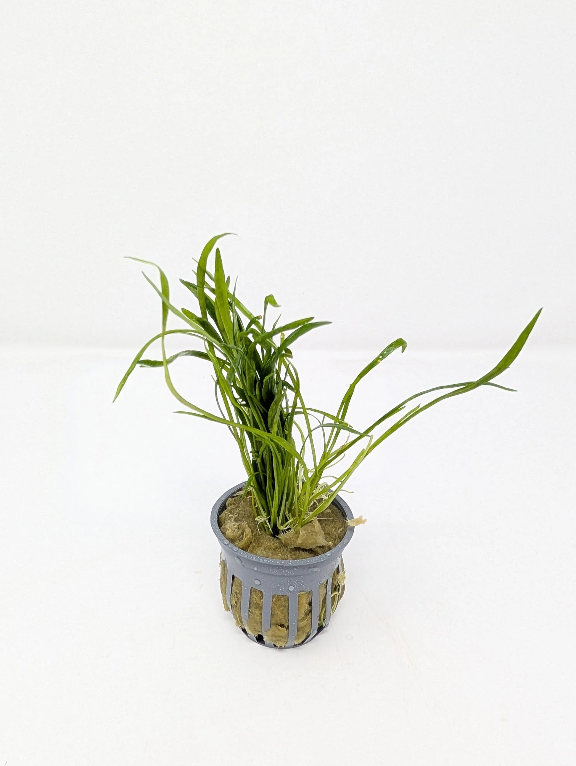 H2O Plants - Micro Sword | Liliaeopsis Brasiliensis - Plant
