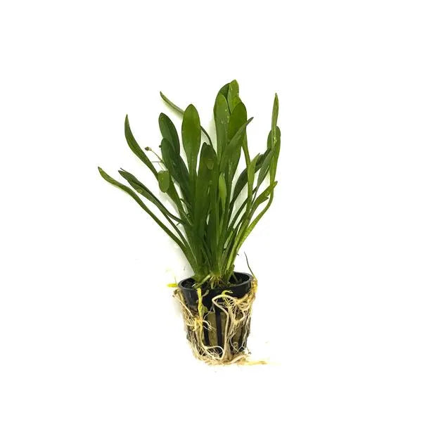 H2O Plants - Narrowleaf Sagittaria - Plant