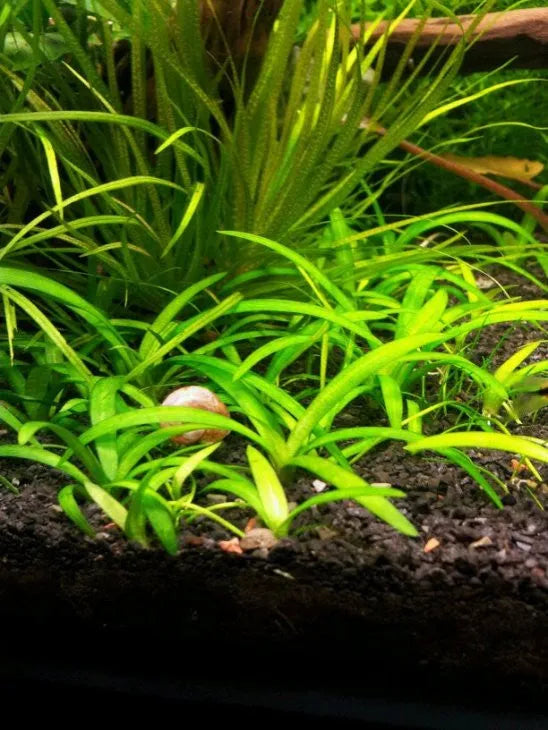 H2O Plants - Narrowleaf Sagittaria - Plant