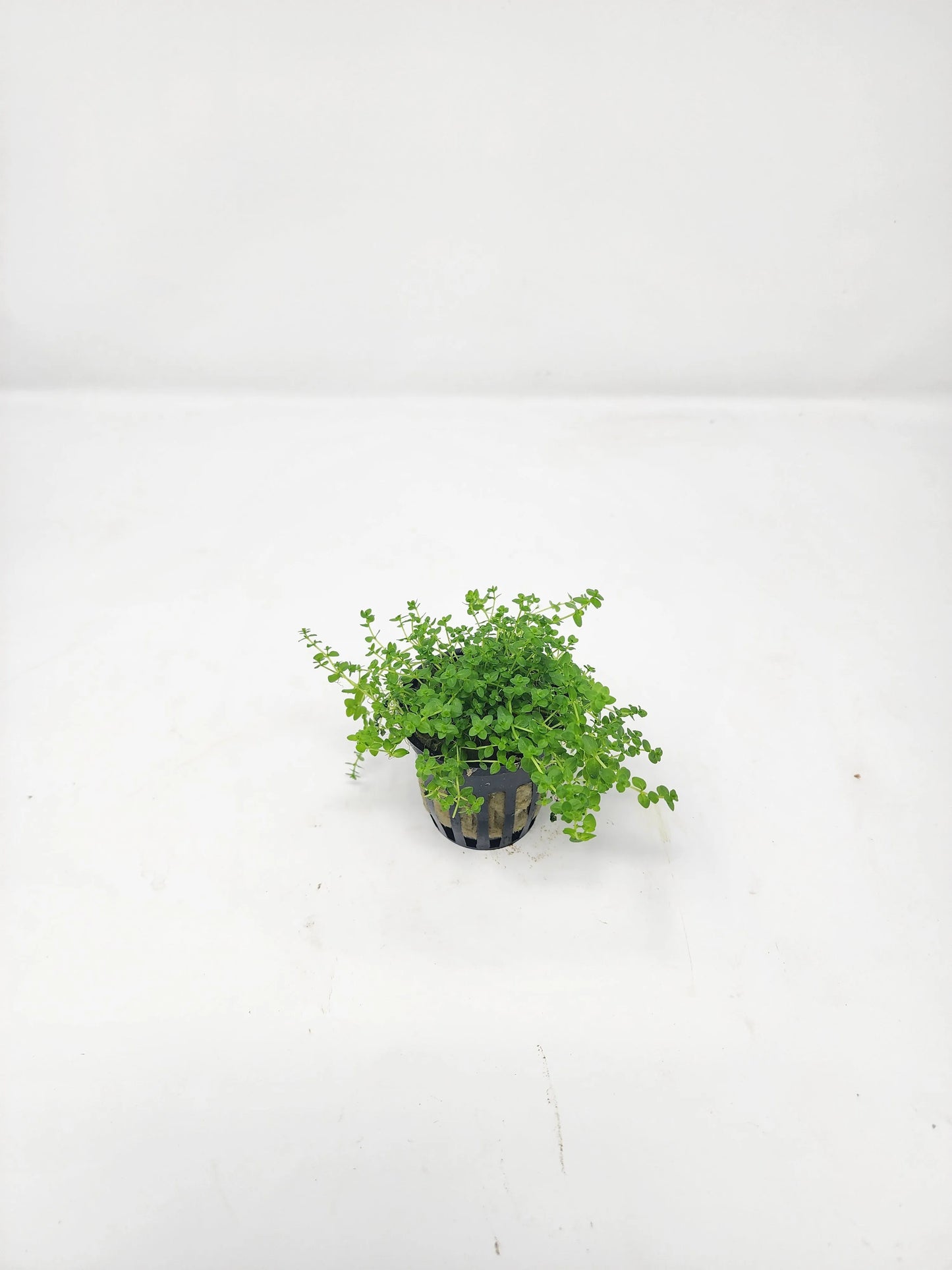 H2O Plants - Pearlweed | Micranthemum Micranthemoides - Plant