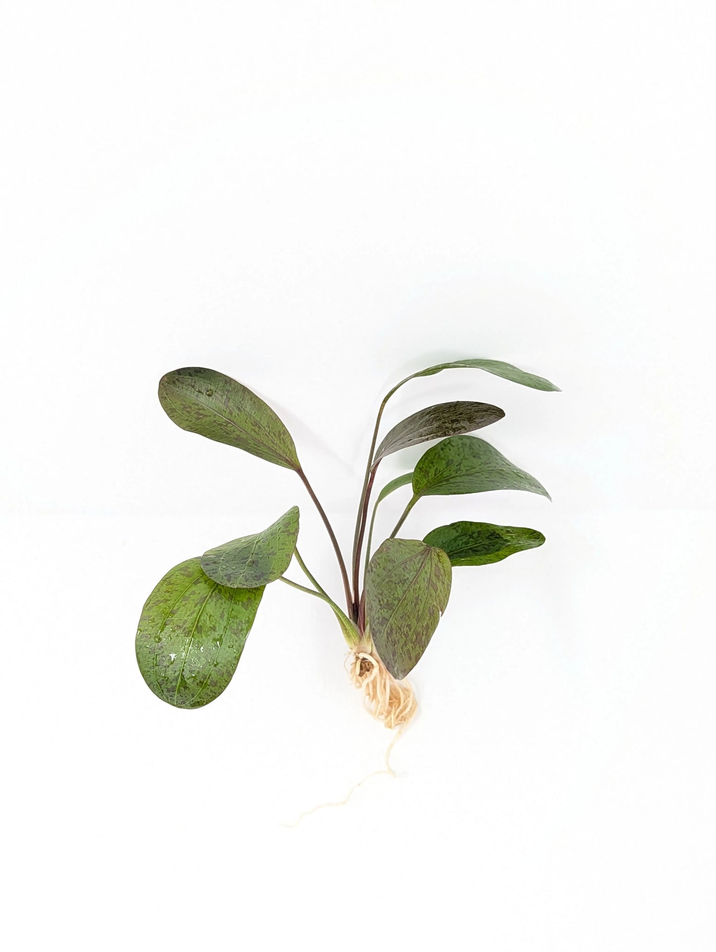 H2O Plants - Red Flame Sword | Echinodorus - Plant