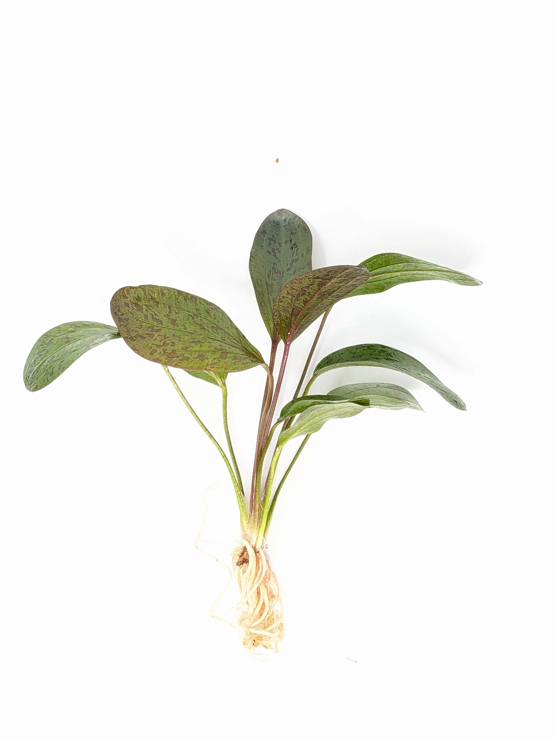 H2O Plants - Red Flame Sword | Echinodorus - Plant