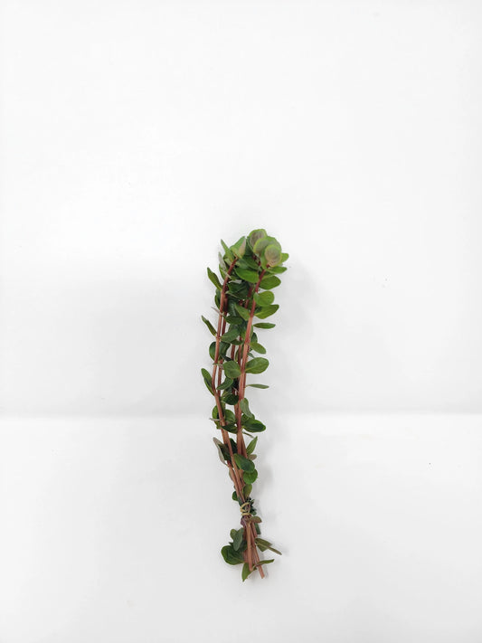H2O Plants - Rotala Blood Red - Plant