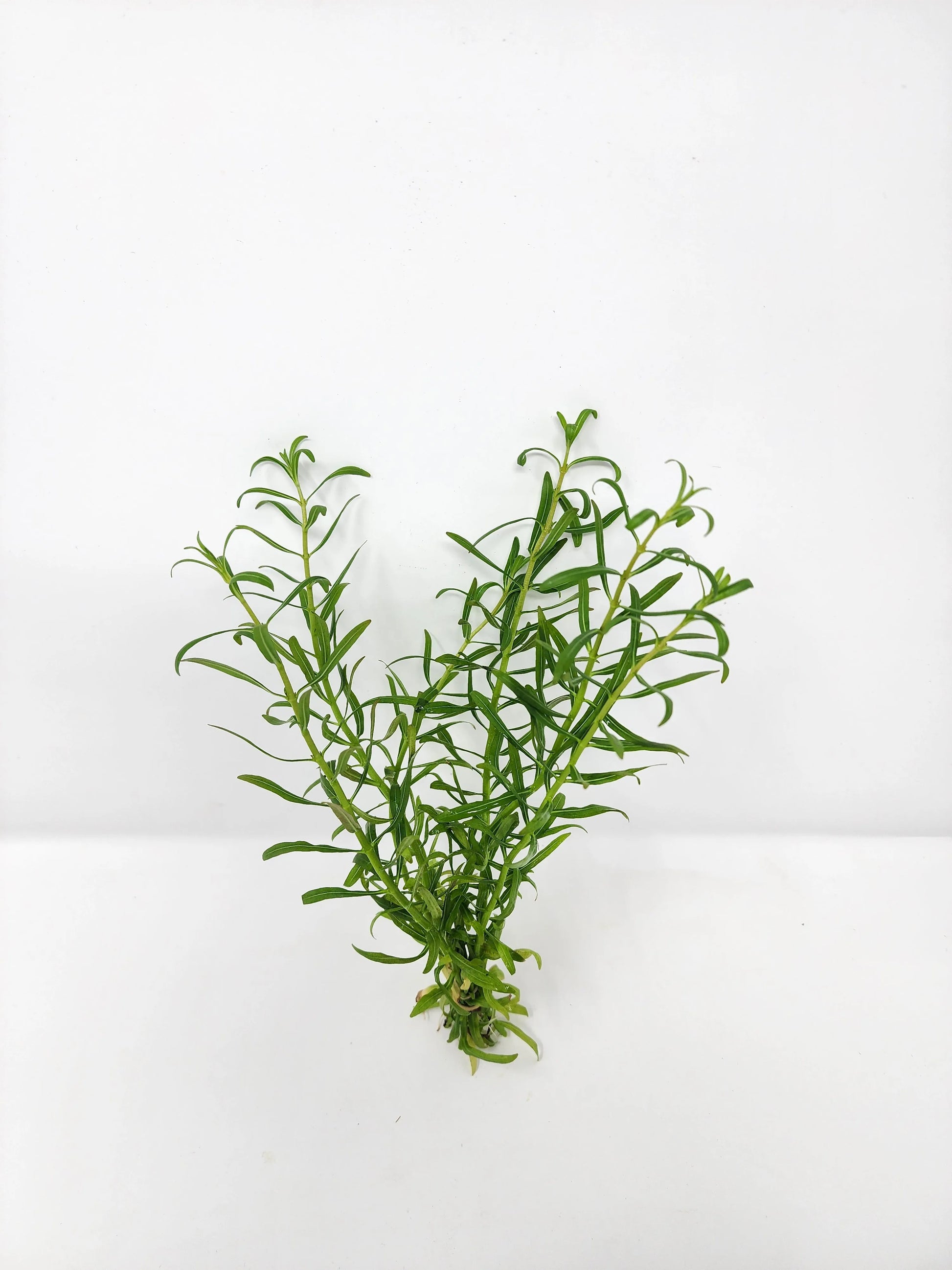 H2O Plants - Rotala Red Cross - Plant